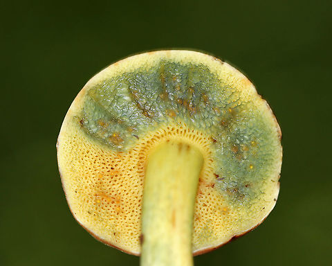 Xerocomellus chrysenteron Cap: Felty, brown
Pores: Yellow; bruised blue rapidly when pressed
Stipe: Yellow near apex, red near base; bruised blue when handled
Habitat: Growing on the ground, under oak, in a mixed forest
https://www.jungledragon.com/image/88023/xerocomellus_chrysenteron.html
https://www.jungledragon.com/image/88022/xerocomellus_chrysenteron.html
https://www.jungledragon.com/image/88024/xerocomellus_chrysenteron.html
https://www.jungledragon.com/image/88020/xerocomellus_chrysenteron.html Geotagged,Summer,United States,Xerocomellus chrysenteron