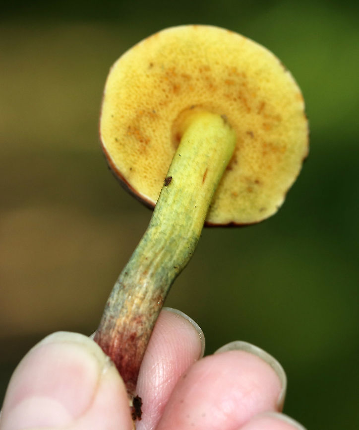 Xerocomellus chrysenteron Cap: Felty, brown<br />
Pores: Yellow; bruised blue rapidly when pressed<br />
Stipe: Yellow near apex, red near base; bruised blue when handled<br />
Habitat: Growing on the ground, under oak, in a mixed forest<br />
<figure class="photo"><a href="https://www.jungledragon.com/image/88021/xerocomellus_chrysenteron.html" title="Xerocomellus chrysenteron"><img src="https://s3.amazonaws.com/media.jungledragon.com/images/3232/88021_thumb.jpg?AWSAccessKeyId=05GMT0V3GWVNE7GGM1R2&Expires=1759968010&Signature=cZBSBgZlrfQgZiM%2Fm13QSWasIzA%3D" width="200" height="160" alt="Xerocomellus chrysenteron Cap: Felty, brown<br />
Pores: Yellow; bruised blue rapidly when pressed<br />
Stipe: Yellow near apex, red near base; bruised blue when handled<br />
Habitat: Growing on the ground, under oak, in a mixed forest<br />
https://www.jungledragon.com/image/88023/xerocomellus_chrysenteron.html<br />
https://www.jungledragon.com/image/88022/xerocomellus_chrysenteron.html<br />
https://www.jungledragon.com/image/88024/xerocomellus_chrysenteron.html<br />
https://www.jungledragon.com/image/88020/xerocomellus_chrysenteron.html Geotagged,Summer,United States,Xerocomellus chrysenteron" /></a></figure><br />
<figure class="photo"><a href="https://www.jungledragon.com/image/88023/xerocomellus_chrysenteron.html" title="Xerocomellus chrysenteron"><img src="https://s3.amazonaws.com/media.jungledragon.com/images/3232/88023_thumb.jpg?AWSAccessKeyId=05GMT0V3GWVNE7GGM1R2&Expires=1759968010&Signature=3y8aLyl4GyIbv8Zng4liWhKKmV4%3D" width="200" height="142" alt="Xerocomellus chrysenteron Cap: Felty, brown<br />
Pores: Yellow; bruised blue rapidly when pressed<br />
Stipe: Yellow near apex, red near base; bruised blue when handled<br />
Habitat: Growing on the ground, under oak, in a mixed forest<br />
https://www.jungledragon.com/image/88020/xerocomellus_chrysenteron.html<br />
https://www.jungledragon.com/image/88024/xerocomellus_chrysenteron.html<br />
https://www.jungledragon.com/image/88022/xerocomellus_chrysenteron.html<br />
https://www.jungledragon.com/image/88021/xerocomellus_chrysenteron.html Geotagged,Summer,United States,Xerocomellus chrysenteron" /></a></figure><br />
<figure class="photo"><a href="https://www.jungledragon.com/image/88024/xerocomellus_chrysenteron.html" title="Xerocomellus chrysenteron"><img src="https://s3.amazonaws.com/media.jungledragon.com/images/3232/88024_thumb.jpg?AWSAccessKeyId=05GMT0V3GWVNE7GGM1R2&Expires=1759968010&Signature=rNUffnyPcjh04iGCVW%2BSHRNsiKo%3D" width="200" height="164" alt="Xerocomellus chrysenteron Cap: Felty, brown<br />
Pores: Yellow; bruised blue rapidly when pressed<br />
Stipe: Yellow near apex, red near base; bruised blue when handled<br />
Habitat: Growing on the ground, under oak, in a mixed forest<br />
https://www.jungledragon.com/image/88020/xerocomellus_chrysenteron.html<br />
https://www.jungledragon.com/image/88023/xerocomellus_chrysenteron.html<br />
https://www.jungledragon.com/image/88022/xerocomellus_chrysenteron.html<br />
https://www.jungledragon.com/image/88021/xerocomellus_chrysenteron.html Geotagged,Summer,United States,Xerocomellus chrysenteron" /></a></figure><br />
<figure class="photo"><a href="https://www.jungledragon.com/image/88020/xerocomellus_chrysenteron.html" title="Xerocomellus chrysenteron"><img src="https://s3.amazonaws.com/media.jungledragon.com/images/3232/88020_thumb.jpg?AWSAccessKeyId=05GMT0V3GWVNE7GGM1R2&Expires=1759968010&Signature=%2B5DytNdOAQkfrjPKRlkva13WmJc%3D" width="200" height="188" alt="Xerocomellus chrysenteron Cap: Felty, brown<br />
Pores: Yellow; bruised blue rapidly when pressed<br />
Stipe: Yellow near apex, red near base; bruised blue when handled<br />
Habitat: Growing on the ground, under oak, in a mixed forest<br />
https://www.jungledragon.com/image/88024/xerocomellus_chrysenteron.html<br />
https://www.jungledragon.com/image/88023/xerocomellus_chrysenteron.html<br />
https://www.jungledragon.com/image/88022/xerocomellus_chrysenteron.html<br />
https://www.jungledragon.com/image/88021/xerocomellus_chrysenteron.html Geotagged,Summer,United States,Xerocomellus,Xerocomellus chrysenteron,bolete" /></a></figure> Geotagged,Summer,United States,Xerocomellus chrysenteron