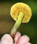 Xerocomellus chrysenteron Cap: Felty, brown<br />
Pores: Yellow; bruised blue rapidly when pressed<br />
Stipe: Yellow near apex, red near base; bruised blue when handled<br />
Habitat: Growing on the ground, under oak, in a mixed forest<br />
https://www.jungledragon.com/image/88021/xerocomellus_chrysenteron.html<br />
https://www.jungledragon.com/image/88023/xerocomellus_chrysenteron.html<br />
https://www.jungledragon.com/image/88024/xerocomellus_chrysenteron.html<br />
https://www.jungledragon.com/image/88020/xerocomellus_chrysenteron.html Geotagged,Summer,United States,Xerocomellus chrysenteron