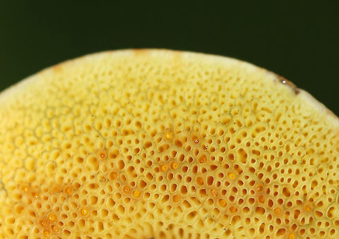 Xerocomellus chrysenteron Cap: Felty, brown
Pores: Yellow; bruised blue rapidly when pressed
Stipe: Yellow near apex, red near base; bruised blue when handled
Habitat: Growing on the ground, under oak, in a mixed forest
https://www.jungledragon.com/image/88020/xerocomellus_chrysenteron.html
https://www.jungledragon.com/image/88024/xerocomellus_chrysenteron.html
https://www.jungledragon.com/image/88022/xerocomellus_chrysenteron.html
https://www.jungledragon.com/image/88021/xerocomellus_chrysenteron.html Geotagged,Summer,United States,Xerocomellus chrysenteron