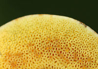 Xerocomellus chrysenteron Cap: Felty, brown<br />
Pores: Yellow; bruised blue rapidly when pressed<br />
Stipe: Yellow near apex, red near base; bruised blue when handled<br />
Habitat: Growing on the ground, under oak, in a mixed forest<br />
https://www.jungledragon.com/image/88020/xerocomellus_chrysenteron.html<br />
https://www.jungledragon.com/image/88024/xerocomellus_chrysenteron.html<br />
https://www.jungledragon.com/image/88022/xerocomellus_chrysenteron.html<br />
https://www.jungledragon.com/image/88021/xerocomellus_chrysenteron.html Geotagged,Summer,United States,Xerocomellus chrysenteron