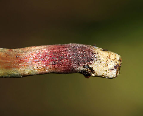 Xerocomellus chrysenteron Cap: Felty, brown
Pores: Yellow; bruised blue rapidly when pressed
Stipe: Yellow near apex, red near base; bruised blue when handled
Habitat: Growing on the ground, under oak, in a mixed forest
https://www.jungledragon.com/image/88020/xerocomellus_chrysenteron.html
https://www.jungledragon.com/image/88023/xerocomellus_chrysenteron.html
https://www.jungledragon.com/image/88022/xerocomellus_chrysenteron.html
https://www.jungledragon.com/image/88021/xerocomellus_chrysenteron.html Geotagged,Summer,United States,Xerocomellus chrysenteron