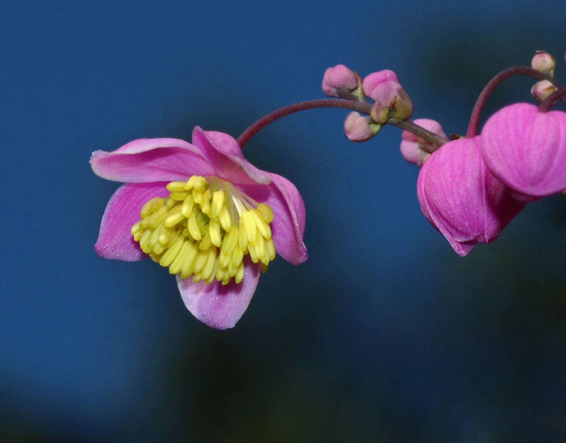 Meadow-Rue -Thalictrum delavayi These plants grow in tall, dense clumps. They have medium green, compound leaves and small, lavender flowers with yellow stamens.<br />
<br />
Habitat: Rural garden<br />
<figure class="photo"><a href="https://www.jungledragon.com/image/88048/meadow-rue_-thalictrum_delavayi.html" title="Meadow-Rue -Thalictrum delavayi"><img src="https://s3.amazonaws.com/media.jungledragon.com/images/3232/88048_thumb.jpg?AWSAccessKeyId=05GMT0V3GWVNE7GGM1R2&Expires=1759968010&Signature=Xox5%2Bl%2F5HOu6s5IyOvIITXDscJE%3D" width="200" height="160" alt="Meadow-Rue -Thalictrum delavayi These plants grow in tall, dense clumps. They have medium green, compound leaves and small, lavender flowers with yellow stamens.<br />
<br />
Habitat: Rural garden<br />
https://www.jungledragon.com/image/88046/meadow-rue_-thalictrum_delavayi.html Chinese Meadow-rue,Geotagged,Summer,Thalictrum delavayi,United States" /></a></figure> Chinese Meadow-rue,Geotagged,Summer,Thalictrum delavayi,United States,meadow rue