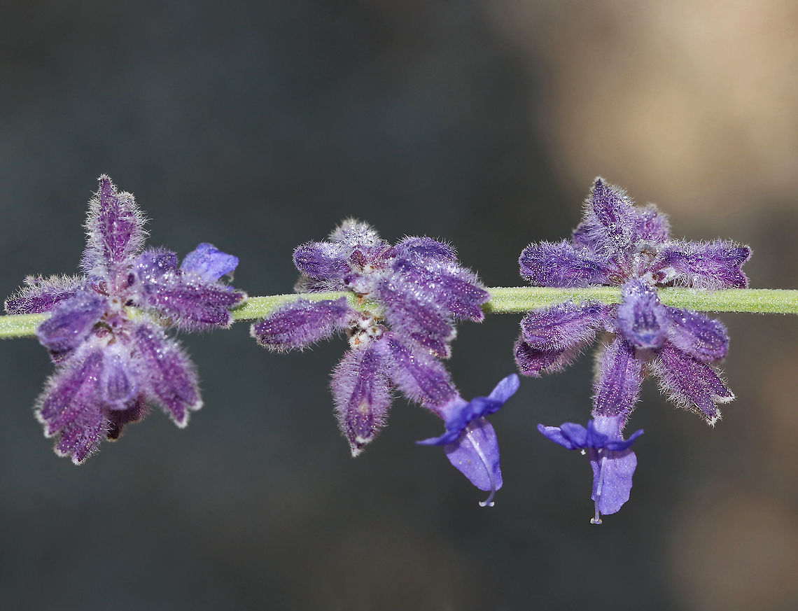 Russian Sage - Perovskia atriplicifolia I love this plant! The flowers are so soft and fuzzy, and the smell is amazing.<br />
<br />
This plant is called "sage" even though it is not a member of the Salvia genus. It is an upright plant with square stems and grey-green leaves that yield a distinctive and fantastic odor when crushed. It is best known for its flowers, which are blue-violet and are arranged into showy, branched panicles.<br />
<br />
The species has a long history of use in Asian traditional medicine, which has led to the investigation of its phytochemistry. Its flowers can be eaten in salads or crushed for dyemaking, and the plant has been considered for potential use in the phytoremediation of contaminated soil.<br />
<br />
Habitat: Rural herb garden Geotagged,Perovskia atriplicifolia,Russian Sage,Summer,United States