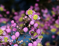 Meadow-Rue -Thalictrum delavayi These plants grow in tall, dense clumps. They have medium green, compound leaves and small, lavender flowers with yellow stamens.<br />
<br />
Habitat: Rural garden<br />
https://www.jungledragon.com/image/88046/meadow-rue_-thalictrum_delavayi.html Chinese Meadow-rue,Geotagged,Summer,Thalictrum delavayi,United States