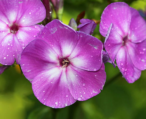 Phlox sp. Some kind of phlox, looking a bit beat up.

Habitat: Rural garden Geotagged,Summer,United States,flower,phlox,pink,pink flowers