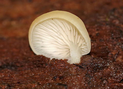 Mushrooms - Crepidotus sp. Possibly C. mollis?

Caps: Smooth, whitish; not quite circular &ndash; more kidney/fan-shaped; inrolled margins; 5-15 mm wide
Gills: White; short gills frequent
Stipe: White; stubby; off-center
Habitat: Rotting log in a mixed forest (mostly oak and eastern hemlock)
https://www.jungledragon.com/image/88131/mushrooms_-_crepidotus_sp.html Crepidotus,Geotagged,Summer,United States,creps,fungus,mushrooms