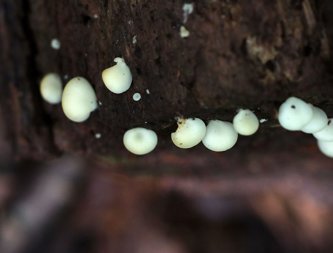 Mushrooms - Crepidotus sp. Possibly C. mollis?<br />
<br />
Caps: Smooth, whitish; not quite circular &ndash; more kidney/fan-shaped; inrolled margins; 5-15 mm wide<br />
Gills: White; short gills frequent<br />
Stipe: White; stubby; off-center<br />
Habitat: Rotting log in a mixed forest (mostly oak and eastern hemlock)<br />
<figure class="photo"><a href="https://www.jungledragon.com/image/88130/mushrooms_-_crepidotus_sp.html" title="Mushrooms - Crepidotus sp."><img src="https://s3.amazonaws.com/media.jungledragon.com/images/3232/88130_thumb.jpg?AWSAccessKeyId=05GMT0V3GWVNE7GGM1R2&Expires=1759968010&Signature=lhLX9owphpaImb7dOl0%2BW3VmuEQ%3D" width="200" height="144" alt="Mushrooms - Crepidotus sp. Possibly C. mollis?<br />
<br />
Caps: Smooth, whitish; not quite circular &ndash; more kidney/fan-shaped; inrolled margins; 5-15 mm wide<br />
Gills: White; short gills frequent<br />
Stipe: White; stubby; off-center<br />
Habitat: Rotting log in a mixed forest (mostly oak and eastern hemlock)<br />
https://www.jungledragon.com/image/88131/mushrooms_-_crepidotus_sp.html Crepidotus,Geotagged,Summer,United States,creps,fungus,mushrooms" /></a></figure> Geotagged,Summer,United States