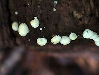 Mushrooms - Crepidotus sp. Possibly C. mollis?<br />
<br />
Caps: Smooth, whitish; not quite circular – more kidney/fan-shaped; inrolled margins; 5-15 mm wide<br />
Gills: White; short gills frequent<br />
Stipe: White; stubby; off-center<br />
Habitat: Rotting log in a mixed forest (mostly oak and eastern hemlock)<br />
https://www.jungledragon.com/image/88130/mushrooms_-_crepidotus_sp.html Geotagged,Summer,United States