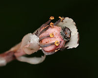 Indian Pipe - Monotropa uniflora The entire plant is translucent white, but the ones I find in this forest usually have a pink hue and black specks.<br />
<br />
Indian Pipe has bract-like scales instead of leaves, with a single flower at the end of the stem. Upon emerging from the ground, the flower is pendant. As it matures, the flower becomes erect and in line with the stem.<br />
<br />
While Indian Pipe is a flowering plant, it is unusual because it isn't green. Unlike most plants, Indian Pipe is white and doesn't contain chlorophyll. Instead of generating energy from sunlight, it is parasitic - more specifically it's a myco-heterotroph. Myco-heterotrophs get their food by parasitizing fungi. They do this by linking their roots with the mycelia of a fungus from which the plant will then get its nutrients.<br />
<br />
Habitat: Deciduous forest<br />
https://www.jungledragon.com/image/88134/indian_pipe_-_monotropa_uniflora.html<br />
https://www.jungledragon.com/image/88133/indian_pipe_-_monotropa_uniflora.html Geotagged,Ghost Plant,Indian Pipe,Monotropa,Monotropa uniflora,Summer,United States