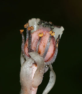 Indian Pipe - Monotropa uniflora The entire plant is translucent white, but the ones I find in this forest usually have a pink hue and black specks.

Indian Pipe has bract-like scales instead of leaves, with a single flower at the end of the stem. Upon emerging from the ground, the flower is pendant. As it matures, the flower becomes erect and in line with the stem.

While Indian Pipe is a flowering plant, it is unusual because it isn't green. Unlike most plants, Indian Pipe is white and doesn't contain chlorophyll. Instead of generating energy from sunlight, it is parasitic - more specifically it's a myco-heterotroph. Myco-heterotrophs get their food by parasitizing fungi. They do this by linking their roots with the mycelia of a fungus from which the plant will then get its nutrients.

Habitat: Deciduous forest
https://www.jungledragon.com/image/88132/indian_pipe_-_monotropa_uniflora.html
https://www.jungledragon.com/image/88134/indian_pipe_-_monotropa_uniflora.html Geotagged,Ghost Plant,Monotropa uniflora,Summer,United States