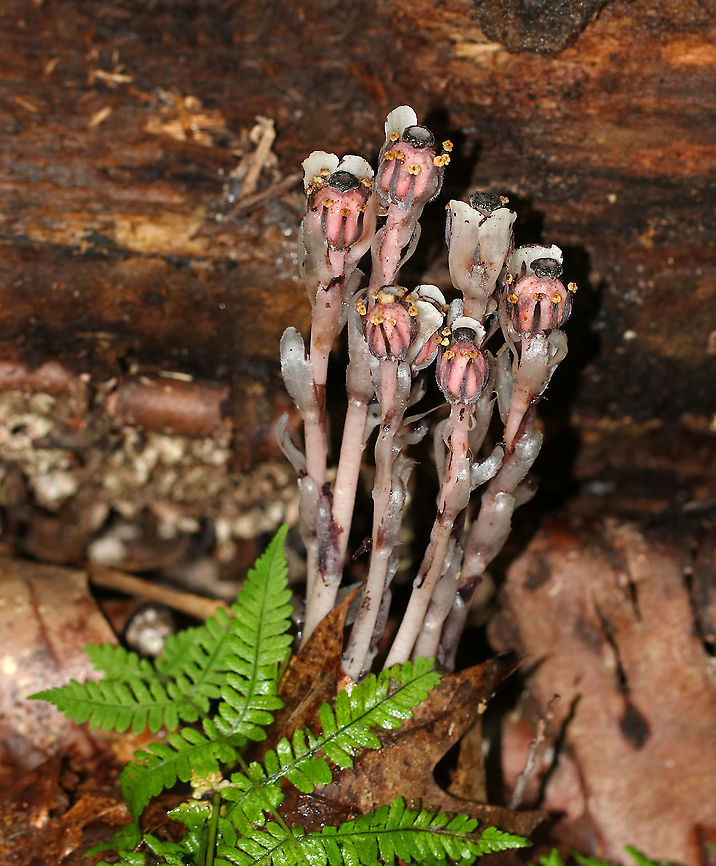 Indian Pipe - Monotropa uniflora The entire plant is translucent white, but the ones I find in this forest usually have a pink hue and black specks.<br />
<br />
Indian Pipe has bract-like scales instead of leaves, with a single flower at the end of the stem. Upon emerging from the ground, the flower is pendant. As it matures, the flower becomes erect and in line with the stem.<br />
<br />
While Indian Pipe is a flowering plant, it is unusual because it isn&#039;t green. Unlike most plants, Indian Pipe is white and doesn&#039;t contain chlorophyll. Instead of generating energy from sunlight, it is parasitic - more specifically it&#039;s a myco-heterotroph. Myco-heterotrophs get their food by parasitizing fungi. They do this by linking their roots with the mycelia of a fungus from which the plant will then get its nutrients.<br />
<br />
Habitat: Deciduous forest<br />
<figure class="photo"><a href="https://www.jungledragon.com/image/88132/indian_pipe_-_monotropa_uniflora.html" title="Indian Pipe - Monotropa uniflora"><img src="https://s3.amazonaws.com/media.jungledragon.com/images/3232/88132_thumb.jpg?AWSAccessKeyId=05GMT0V3GWVNE7GGM1R2&Expires=1759968010&Signature=7JvyEEYhrNly3VaDL0FzOGM9x0o%3D" width="200" height="160" alt="Indian Pipe - Monotropa uniflora The entire plant is translucent white, but the ones I find in this forest usually have a pink hue and black specks.<br />
<br />
Indian Pipe has bract-like scales instead of leaves, with a single flower at the end of the stem. Upon emerging from the ground, the flower is pendant. As it matures, the flower becomes erect and in line with the stem.<br />
<br />
While Indian Pipe is a flowering plant, it is unusual because it isn&#039;t green. Unlike most plants, Indian Pipe is white and doesn&#039;t contain chlorophyll. Instead of generating energy from sunlight, it is parasitic - more specifically it&#039;s a myco-heterotroph. Myco-heterotrophs get their food by parasitizing fungi. They do this by linking their roots with the mycelia of a fungus from which the plant will then get its nutrients.<br />
<br />
Habitat: Deciduous forest<br />
https://www.jungledragon.com/image/88134/indian_pipe_-_monotropa_uniflora.html<br />
https://www.jungledragon.com/image/88133/indian_pipe_-_monotropa_uniflora.html Geotagged,Ghost Plant,Indian Pipe,Monotropa,Monotropa uniflora,Summer,United States" /></a></figure><br />
<figure class="photo"><a href="https://www.jungledragon.com/image/88133/indian_pipe_-_monotropa_uniflora.html" title="Indian Pipe - Monotropa uniflora"><img src="https://s3.amazonaws.com/media.jungledragon.com/images/3232/88133_thumb.jpg?AWSAccessKeyId=05GMT0V3GWVNE7GGM1R2&Expires=1759968010&Signature=zT4wgrfYJZQAB6qboLFpoy%2Bce2E%3D" width="134" height="152" alt="Indian Pipe - Monotropa uniflora The entire plant is translucent white, but the ones I find in this forest usually have a pink hue and black specks.<br />
<br />
Indian Pipe has bract-like scales instead of leaves, with a single flower at the end of the stem. Upon emerging from the ground, the flower is pendant. As it matures, the flower becomes erect and in line with the stem.<br />
<br />
While Indian Pipe is a flowering plant, it is unusual because it isn&#039;t green. Unlike most plants, Indian Pipe is white and doesn&#039;t contain chlorophyll. Instead of generating energy from sunlight, it is parasitic - more specifically it&#039;s a myco-heterotroph. Myco-heterotrophs get their food by parasitizing fungi. They do this by linking their roots with the mycelia of a fungus from which the plant will then get its nutrients.<br />
<br />
Habitat: Deciduous forest<br />
https://www.jungledragon.com/image/88132/indian_pipe_-_monotropa_uniflora.html<br />
https://www.jungledragon.com/image/88134/indian_pipe_-_monotropa_uniflora.html Geotagged,Ghost Plant,Monotropa uniflora,Summer,United States" /></a></figure> Geotagged,Ghost Plant,Monotropa uniflora,Summer,United States