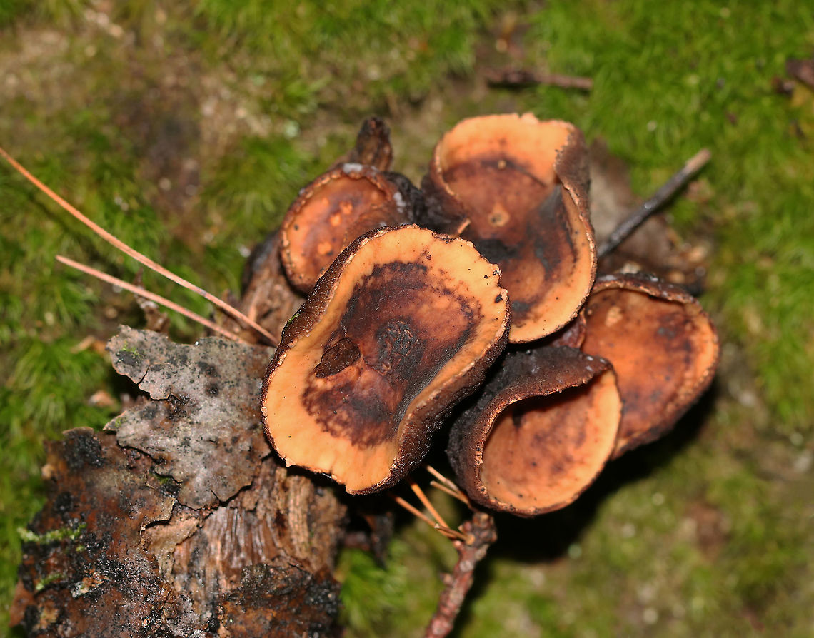Peanut Butter Cup Fungus - Galiella rufa Past prime<br />
<br />
Habitat: Growing on a hardwood twig Galiella rufa,Geotagged,Peanut Butter Cup Fungus,Summer,United States
