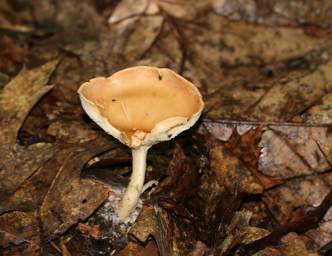 Infundibulicybe gibba Cap: Smooth; tannish/pinkish/orange; funnel shaped<br />
Gills: White/cream; decurrent; crowded<br />
Stipe: No ring; equal; white, basal mycelium<br />
Habitat: Growing on a piece of wood, under oak<br />
<figure class="photo"><a href="https://www.jungledragon.com/image/88152/infundibulicybe_gibba.html" title="Infundibulicybe gibba"><img src="https://s3.amazonaws.com/media.jungledragon.com/images/3232/88152_thumb.jpg?AWSAccessKeyId=05GMT0V3GWVNE7GGM1R2&Expires=1767225610&Signature=QjXw9zp6i8wo05iDRUdynmqhtVA%3D" width="200" height="128" alt="Infundibulicybe gibba Cap: Smooth; tannish/pinkish/orange; funnel shaped<br />
Gills: White/cream; decurrent; crowded<br />
Stipe: No ring; equal; white, basal mycelium<br />
Habitat: Growing on a piece of wood, under oak<br />
https://www.jungledragon.com/image/88150/infundibulicybe_gibba.html<br />
https://www.jungledragon.com/image/88151/infundibulicybe_gibba.html Geotagged,Infundibulicybe gibba,Summer,United States" /></a></figure><br />
<figure class="photo"><a href="https://www.jungledragon.com/image/88151/infundibulicybe_gibba.html" title="Infundibulicybe gibba"><img src="https://s3.amazonaws.com/media.jungledragon.com/images/3232/88151_thumb.jpg?AWSAccessKeyId=05GMT0V3GWVNE7GGM1R2&Expires=1767225610&Signature=wRcv0zC7JPDf3LBb8zbQY6j%2FAIk%3D" width="200" height="154" alt="Infundibulicybe gibba Cap: Smooth; tannish/pinkish/orange; funnel shaped<br />
Gills: White/cream; decurrent; crowded<br />
Stipe: No ring; equal; white, basal mycelium<br />
Habitat: Growing on a piece of wood, under oak<br />
https://www.jungledragon.com/image/88150/infundibulicybe_gibba.html<br />
https://www.jungledragon.com/image/88152/infundibulicybe_gibba.html Geotagged,Infundibulicybe gibba,Summer,United States" /></a></figure> Geotagged,Infundibulicybe gibba,Summer,United States,clitocybe,clitocybe gibba,mushroom