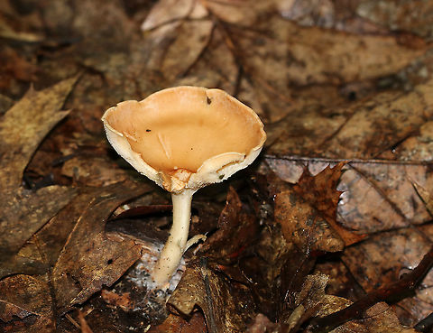 Infundibulicybe gibba Cap: Smooth; tannish/pinkish/orange; funnel shaped
Gills: White/cream; decurrent; crowded
Stipe: No ring; equal; white, basal mycelium
Habitat: Growing on a piece of wood, under oak
https://www.jungledragon.com/image/88152/infundibulicybe_gibba.html
https://www.jungledragon.com/image/88151/infundibulicybe_gibba.html Geotagged,Infundibulicybe gibba,Summer,United States,clitocybe,clitocybe gibba,mushroom