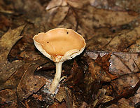 Infundibulicybe gibba Cap: Smooth; tannish/pinkish/orange; funnel shaped<br />
Gills: White/cream; decurrent; crowded<br />
Stipe: No ring; equal; white, basal mycelium<br />
Habitat: Growing on a piece of wood, under oak<br />
https://www.jungledragon.com/image/88152/infundibulicybe_gibba.html<br />
https://www.jungledragon.com/image/88151/infundibulicybe_gibba.html Geotagged,Infundibulicybe gibba,Summer,United States,clitocybe,clitocybe gibba,mushroom