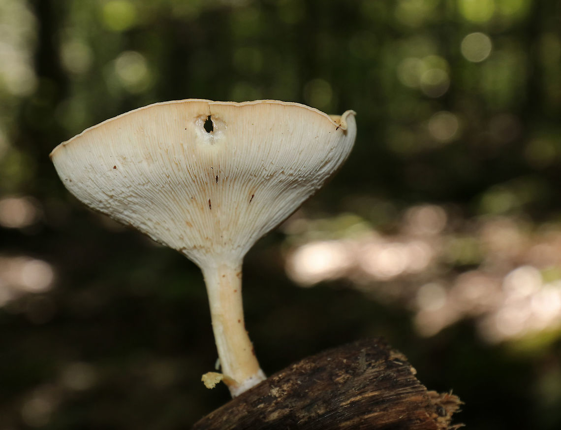 Infundibulicybe gibba Cap: Smooth; tannish/pinkish/orange; funnel shaped<br />
Gills: White/cream; decurrent; crowded<br />
Stipe: No ring; equal; white, basal mycelium<br />
Habitat: Growing on a piece of wood, under oak<br />
<figure class="photo"><a href="https://www.jungledragon.com/image/88150/infundibulicybe_gibba.html" title="Infundibulicybe gibba"><img src="https://s3.amazonaws.com/media.jungledragon.com/images/3232/88150_thumb.jpg?AWSAccessKeyId=05GMT0V3GWVNE7GGM1R2&Expires=1763596810&Signature=27rSK%2F4kzi1UZhmfgYi6iBEqe0E%3D" width="200" height="154" alt="Infundibulicybe gibba Cap: Smooth; tannish/pinkish/orange; funnel shaped<br />
Gills: White/cream; decurrent; crowded<br />
Stipe: No ring; equal; white, basal mycelium<br />
Habitat: Growing on a piece of wood, under oak<br />
https://www.jungledragon.com/image/88152/infundibulicybe_gibba.html<br />
https://www.jungledragon.com/image/88151/infundibulicybe_gibba.html Geotagged,Infundibulicybe gibba,Summer,United States,clitocybe,clitocybe gibba,mushroom" /></a></figure><br />
<figure class="photo"><a href="https://www.jungledragon.com/image/88152/infundibulicybe_gibba.html" title="Infundibulicybe gibba"><img src="https://s3.amazonaws.com/media.jungledragon.com/images/3232/88152_thumb.jpg?AWSAccessKeyId=05GMT0V3GWVNE7GGM1R2&Expires=1763596810&Signature=u%2FxYD48lJtk1vPd5vPoaxDBasMA%3D" width="200" height="128" alt="Infundibulicybe gibba Cap: Smooth; tannish/pinkish/orange; funnel shaped<br />
Gills: White/cream; decurrent; crowded<br />
Stipe: No ring; equal; white, basal mycelium<br />
Habitat: Growing on a piece of wood, under oak<br />
https://www.jungledragon.com/image/88150/infundibulicybe_gibba.html<br />
https://www.jungledragon.com/image/88151/infundibulicybe_gibba.html Geotagged,Infundibulicybe gibba,Summer,United States" /></a></figure> Geotagged,Infundibulicybe gibba,Summer,United States