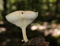 Infundibulicybe gibba Cap: Smooth; tannish/pinkish/orange; funnel shaped<br />
Gills: White/cream; decurrent; crowded<br />
Stipe: No ring; equal; white, basal mycelium<br />
Habitat: Growing on a piece of wood, under oak<br />
https://www.jungledragon.com/image/88150/infundibulicybe_gibba.html<br />
https://www.jungledragon.com/image/88152/infundibulicybe_gibba.html Geotagged,Infundibulicybe gibba,Summer,United States