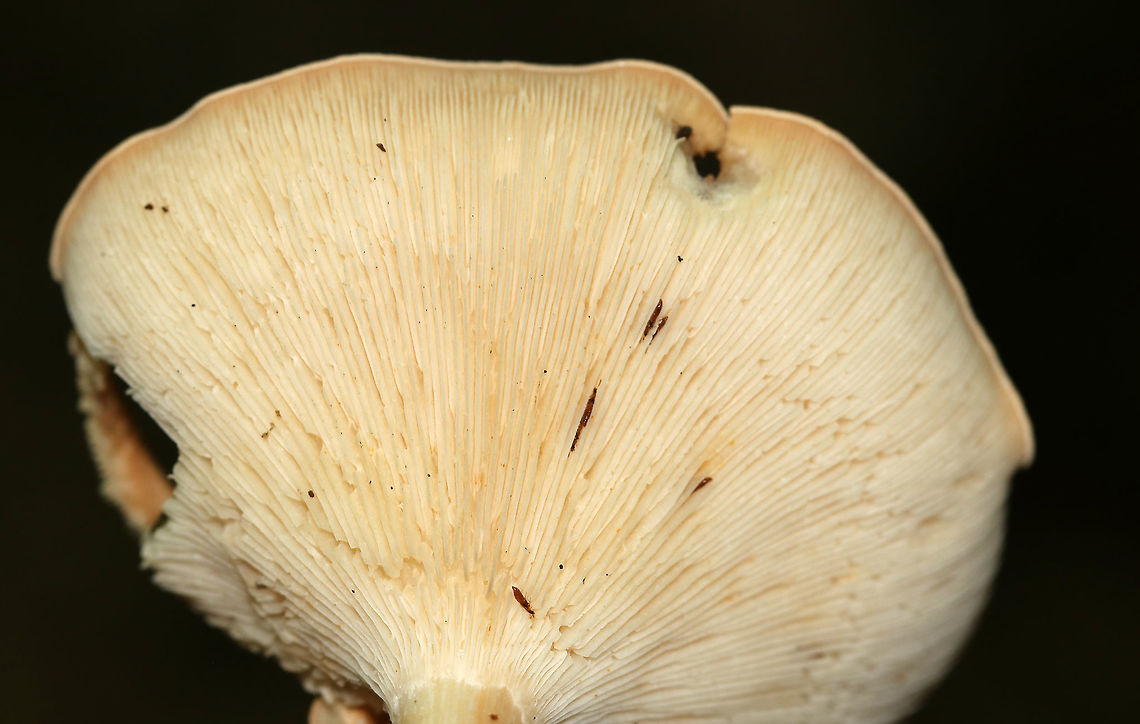 Infundibulicybe gibba Cap: Smooth; tannish/pinkish/orange; funnel shaped<br />
Gills: White/cream; decurrent; crowded<br />
Stipe: No ring; equal; white, basal mycelium<br />
Habitat: Growing on a piece of wood, under oak<br />
<figure class="photo"><a href="https://www.jungledragon.com/image/88150/infundibulicybe_gibba.html" title="Infundibulicybe gibba"><img src="https://s3.amazonaws.com/media.jungledragon.com/images/3232/88150_thumb.jpg?AWSAccessKeyId=05GMT0V3GWVNE7GGM1R2&Expires=1767225610&Signature=u2c2laoslmuzvQOJubuZTrfuGLo%3D" width="200" height="154" alt="Infundibulicybe gibba Cap: Smooth; tannish/pinkish/orange; funnel shaped<br />
Gills: White/cream; decurrent; crowded<br />
Stipe: No ring; equal; white, basal mycelium<br />
Habitat: Growing on a piece of wood, under oak<br />
https://www.jungledragon.com/image/88152/infundibulicybe_gibba.html<br />
https://www.jungledragon.com/image/88151/infundibulicybe_gibba.html Geotagged,Infundibulicybe gibba,Summer,United States,clitocybe,clitocybe gibba,mushroom" /></a></figure><br />
<figure class="photo"><a href="https://www.jungledragon.com/image/88151/infundibulicybe_gibba.html" title="Infundibulicybe gibba"><img src="https://s3.amazonaws.com/media.jungledragon.com/images/3232/88151_thumb.jpg?AWSAccessKeyId=05GMT0V3GWVNE7GGM1R2&Expires=1767225610&Signature=wRcv0zC7JPDf3LBb8zbQY6j%2FAIk%3D" width="200" height="154" alt="Infundibulicybe gibba Cap: Smooth; tannish/pinkish/orange; funnel shaped<br />
Gills: White/cream; decurrent; crowded<br />
Stipe: No ring; equal; white, basal mycelium<br />
Habitat: Growing on a piece of wood, under oak<br />
https://www.jungledragon.com/image/88150/infundibulicybe_gibba.html<br />
https://www.jungledragon.com/image/88152/infundibulicybe_gibba.html Geotagged,Infundibulicybe gibba,Summer,United States" /></a></figure> Geotagged,Infundibulicybe gibba,Summer,United States