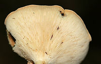 Infundibulicybe gibba Cap: Smooth; tannish/pinkish/orange; funnel shaped<br />
Gills: White/cream; decurrent; crowded<br />
Stipe: No ring; equal; white, basal mycelium<br />
Habitat: Growing on a piece of wood, under oak<br />
https://www.jungledragon.com/image/88150/infundibulicybe_gibba.html<br />
https://www.jungledragon.com/image/88151/infundibulicybe_gibba.html Geotagged,Infundibulicybe gibba,Summer,United States