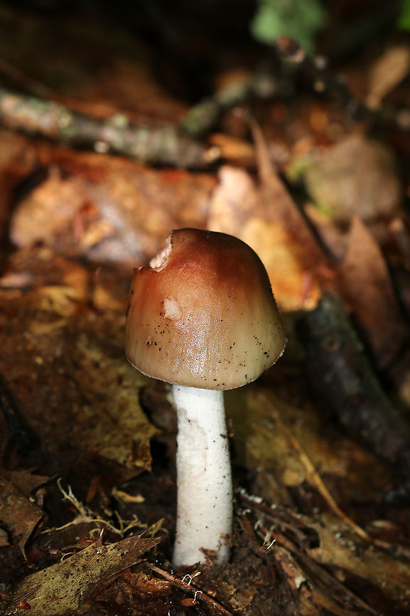 Mushroom - Amanita sp. Cap: Conical; slightly tacky; brownish with reddish center; margins are slightly lined<br />
Gills: White; crowded; attached<br />
Stipe: White; equal; skirt-like ring; pinkish spots along stem and on ring<br />
Habitat: Growing on the ground under oak<br />
<figure class="photo"><a href="https://www.jungledragon.com/image/88155/mushroom_-_amanita_sp.html" title="Mushroom - Amanita sp."><img src="https://s3.amazonaws.com/media.jungledragon.com/images/3232/88155_thumb.jpg?AWSAccessKeyId=05GMT0V3GWVNE7GGM1R2&Expires=1770854410&Signature=Bj33Mj8A0Lwme35Fr%2BFvhpuYDx4%3D" width="128" height="152" alt="Mushroom - Amanita sp. Cap: Conical; slightly tacky; brownish with reddish center; margins are slightly lined<br />
Gills: White; crowded; attached<br />
Stipe: White; equal; skirt-like ring; pinkish spots along stem and on ring<br />
Habitat: Growing on the ground under oak<br />
https://www.jungledragon.com/image/88153/mushroom_-_amanita_sp.html<br />
https://www.jungledragon.com/image/88154/mushroom_-_amanita_sp.html Geotagged,Summer,United States" /></a></figure><br />
<figure class="photo"><a href="https://www.jungledragon.com/image/88154/mushroom_-_amanita_sp.html" title="Mushroom - Amanita sp."><img src="https://s3.amazonaws.com/media.jungledragon.com/images/3232/88154_thumb.jpg?AWSAccessKeyId=05GMT0V3GWVNE7GGM1R2&Expires=1770854410&Signature=6jhOIyWVpOt%2Fgz8lA1Qy63x10C4%3D" width="200" height="158" alt="Mushroom - Amanita sp. Cap: Conical; slightly tacky; brownish with reddish center; margins are slightly lined<br />
Gills: White; crowded; attached<br />
Stipe: White; equal; skirt-like ring; pinkish spots along stem and on ring<br />
Habitat: Growing on the ground under oak<br />
https://www.jungledragon.com/image/88153/mushroom_-_amanita_sp.html<br />
https://www.jungledragon.com/image/88155/mushroom_-_amanita_sp.html Geotagged,Summer,United States,amanita,mushroom" /></a></figure> Geotagged,Summer,United States,amanita,mushroom