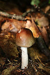 Mushroom - Amanita sp. Cap: Conical; slightly tacky; brownish with reddish center; margins are slightly lined<br />
Gills: White; crowded; attached<br />
Stipe: White; equal; skirt-like ring; pinkish spots along stem and on ring<br />
Habitat: Growing on the ground under oak<br />
https://www.jungledragon.com/image/88155/mushroom_-_amanita_sp.html<br />
https://www.jungledragon.com/image/88154/mushroom_-_amanita_sp.html Geotagged,Summer,United States,amanita,mushroom