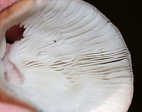 Mushroom - Amanita sp. Cap: Conical; slightly tacky; brownish with reddish center; margins are slightly lined<br />
Gills: White; crowded; attached<br />
Stipe: White; equal; skirt-like ring; pinkish spots along stem and on ring<br />
Habitat: Growing on the ground under oak<br />
https://www.jungledragon.com/image/88153/mushroom_-_amanita_sp.html<br />
https://www.jungledragon.com/image/88155/mushroom_-_amanita_sp.html Geotagged,Summer,United States,amanita,mushroom