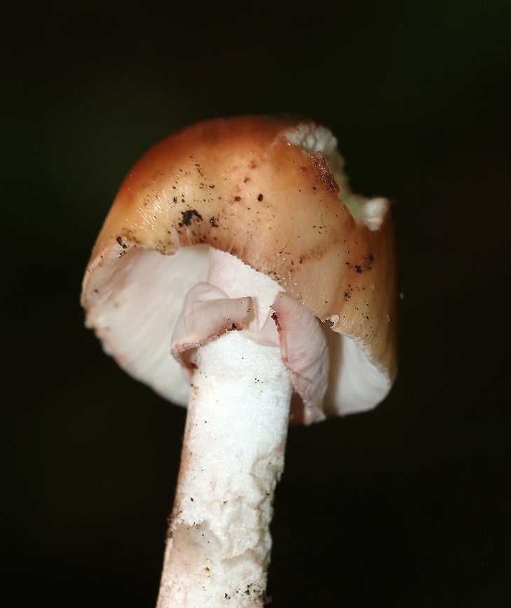 Mushroom - Amanita sp. Cap: Conical; slightly tacky; brownish with reddish center; margins are slightly lined<br />
Gills: White; crowded; attached<br />
Stipe: White; equal; skirt-like ring; pinkish spots along stem and on ring<br />
Habitat: Growing on the ground under oak<br />
<figure class="photo"><a href="https://www.jungledragon.com/image/88153/mushroom_-_amanita_sp.html" title="Mushroom - Amanita sp."><img src="https://s3.amazonaws.com/media.jungledragon.com/images/3232/88153_thumb.jpg?AWSAccessKeyId=05GMT0V3GWVNE7GGM1R2&Expires=1770854410&Signature=%2Ba18HUXFBBgy%2FtnHaS8%2FIOkg6mY%3D" width="102" height="152" alt="Mushroom - Amanita sp. Cap: Conical; slightly tacky; brownish with reddish center; margins are slightly lined<br />
Gills: White; crowded; attached<br />
Stipe: White; equal; skirt-like ring; pinkish spots along stem and on ring<br />
Habitat: Growing on the ground under oak<br />
https://www.jungledragon.com/image/88155/mushroom_-_amanita_sp.html<br />
https://www.jungledragon.com/image/88154/mushroom_-_amanita_sp.html Geotagged,Summer,United States,amanita,mushroom" /></a></figure><br />
<figure class="photo"><a href="https://www.jungledragon.com/image/88154/mushroom_-_amanita_sp.html" title="Mushroom - Amanita sp."><img src="https://s3.amazonaws.com/media.jungledragon.com/images/3232/88154_thumb.jpg?AWSAccessKeyId=05GMT0V3GWVNE7GGM1R2&Expires=1770854410&Signature=6jhOIyWVpOt%2Fgz8lA1Qy63x10C4%3D" width="200" height="158" alt="Mushroom - Amanita sp. Cap: Conical; slightly tacky; brownish with reddish center; margins are slightly lined<br />
Gills: White; crowded; attached<br />
Stipe: White; equal; skirt-like ring; pinkish spots along stem and on ring<br />
Habitat: Growing on the ground under oak<br />
https://www.jungledragon.com/image/88153/mushroom_-_amanita_sp.html<br />
https://www.jungledragon.com/image/88155/mushroom_-_amanita_sp.html Geotagged,Summer,United States,amanita,mushroom" /></a></figure> Geotagged,Summer,United States