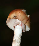 Mushroom - Amanita sp. Cap: Conical; slightly tacky; brownish with reddish center; margins are slightly lined<br />
Gills: White; crowded; attached<br />
Stipe: White; equal; skirt-like ring; pinkish spots along stem and on ring<br />
Habitat: Growing on the ground under oak<br />
https://www.jungledragon.com/image/88153/mushroom_-_amanita_sp.html<br />
https://www.jungledragon.com/image/88154/mushroom_-_amanita_sp.html Geotagged,Summer,United States