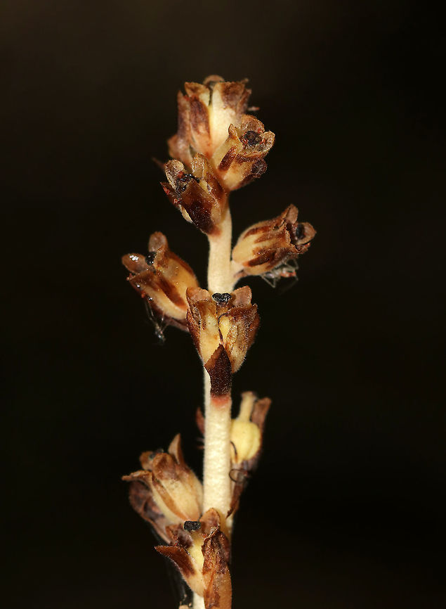 Pinesap - Monotropa hypopitys Pinesap is a mycotroph, which means that it is a parasitic plant that obtains all its nutrients by stealing them from the roots of a tree. It does this not by entering the host directly, but with the help of a fungal intermediary. Like other mycotrophs, pinesap has no green tissues.<br />
<br />
Habitat: Growing on the ground in a mixed forest<br />
<br />
<figure class="photo"><a href="https://www.jungledragon.com/image/88157/pinesap_-_monotropa_hypopitys.html" title="Pinesap - Monotropa hypopitys"><img src="https://s3.amazonaws.com/media.jungledragon.com/images/3232/88157_thumb.jpg?AWSAccessKeyId=05GMT0V3GWVNE7GGM1R2&Expires=1770854410&Signature=qfMxWo%2F3qk1hAbE3gv%2BsJhJvJyc%3D" width="120" height="152" alt="Pinesap - Monotropa hypopitys Pinesap is a mycotroph, which means that it is a parasitic plant that obtains all its nutrients by stealing them from the roots of a tree. It does this not by entering the host directly, but with the help of a fungal intermediary. Like other mycotrophs, pinesap has no green tissues.<br />
<br />
Habitat: Growing on the ground in a mixed forest<br />
https://www.jungledragon.com/image/88156/pinesap_-_monotropa_hypopitys.html<br />
 Dutchman's pipe,Geotagged,Monotropa hypopitys,Summer,United States. pine sap" /></a></figure> Dutchman's pipe,Geotagged,Monotropa hypopitys,Summer,United States,monotropa,pinesap,yellow pine-sap