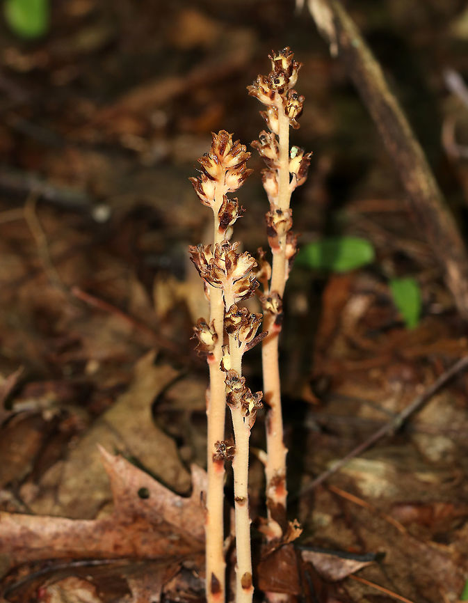 Pinesap - Monotropa hypopitys Pinesap is a mycotroph, which means that it is a parasitic plant that obtains all its nutrients by stealing them from the roots of a tree. It does this not by entering the host directly, but with the help of a fungal intermediary. Like other mycotrophs, pinesap has no green tissues.<br />
<br />
Habitat: Growing on the ground in a mixed forest<br />
<figure class="photo"><a href="https://www.jungledragon.com/image/88156/pinesap_-_monotropa_hypopitys.html" title="Pinesap - Monotropa hypopitys"><img src="https://s3.amazonaws.com/media.jungledragon.com/images/3232/88156_thumb.jpg?AWSAccessKeyId=05GMT0V3GWVNE7GGM1R2&Expires=1759968010&Signature=gWFYTyWkUPBg3mDL%2FuFYoMB2Olw%3D" width="112" height="152" alt="Pinesap - Monotropa hypopitys Pinesap is a mycotroph, which means that it is a parasitic plant that obtains all its nutrients by stealing them from the roots of a tree. It does this not by entering the host directly, but with the help of a fungal intermediary. Like other mycotrophs, pinesap has no green tissues.<br />
<br />
Habitat: Growing on the ground in a mixed forest<br />
<br />
https://www.jungledragon.com/image/88157/pinesap_-_monotropa_hypopitys.html Dutchman's pipe,Geotagged,Monotropa hypopitys,Summer,United States,monotropa,pinesap,yellow pine-sap" /></a></figure><br />
Dutchman's pipe,Geotagged,Monotropa hypopitys,Summer,United States. pine sap