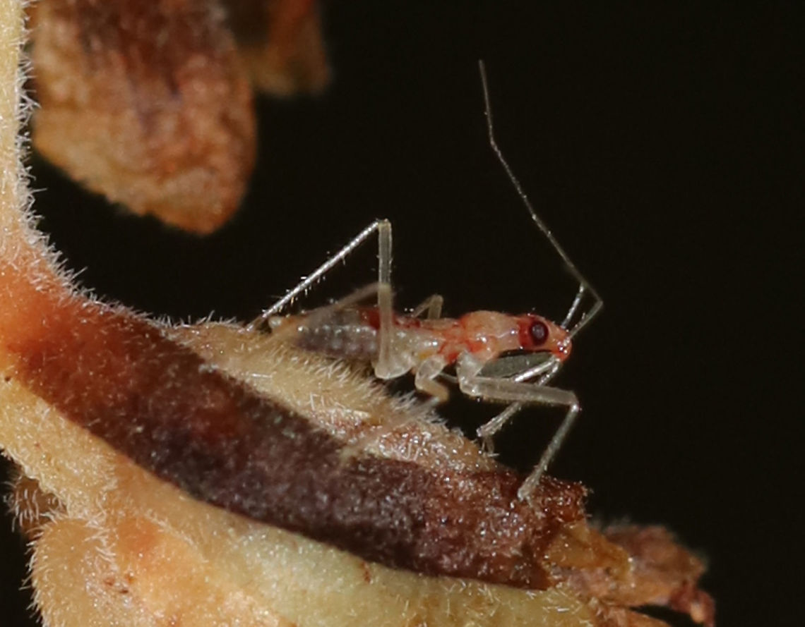 Damsel Bug Nymph - Family Nabidae? There were several of these tiny insects on pinesap. *I rotated this shot*<br />
<figure class="photo"><a href="https://www.jungledragon.com/image/88159/damsel_bug_nymph_-_family_nabidae.html" title="Damsel Bug Nymph - Family Nabidae?"><img src="https://s3.amazonaws.com/media.jungledragon.com/images/3232/88159_thumb.jpg?AWSAccessKeyId=05GMT0V3GWVNE7GGM1R2&Expires=1770854410&Signature=crrwtgbk07wOaKj5IrFfpVXZ%2F9w%3D" width="126" height="152" alt="Damsel Bug Nymph - Family Nabidae? There were several of these tiny insects on pinesap. <br />
https://www.jungledragon.com/image/88158/damsel_bug_nymph_-_family_nabidae.html<br />
<br />
Habitat: Spotted on Pinesap/Dutchman's Pipe (Monotropa hypopitys) in a mixed forest Geotagged,Summer,United States" /></a></figure><br />
Habitat: Spotted on Pinesap/Dutchman's Pipe (Monotropa hypopitys) in a mixed forest Geotagged,Summer,United States,damsel bug,damsel bug nymph,nabid,nabidae,nymph
