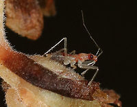 Damsel Bug Nymph - Family Nabidae? There were several of these tiny insects on pinesap. *I rotated this shot*<br />
https://www.jungledragon.com/image/88159/damsel_bug_nymph_-_family_nabidae.html<br />
Habitat: Spotted on Pinesap/Dutchman's Pipe (Monotropa hypopitys) in a mixed forest Geotagged,Summer,United States,damsel bug,damsel bug nymph,nabid,nabidae,nymph