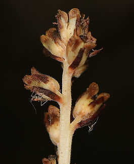 Damsel Bug Nymph - Family Nabidae? There were several of these tiny insects on pinesap. 
https://www.jungledragon.com/image/88158/damsel_bug_nymph_-_family_nabidae.html

Habitat: Spotted on Pinesap/Dutchman's Pipe (Monotropa hypopitys) in a mixed forest Geotagged,Summer,United States
