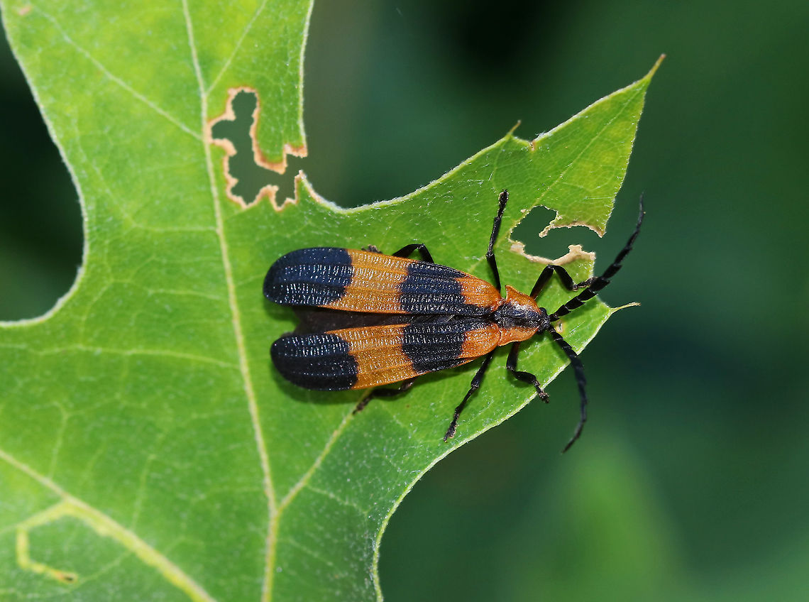 Banded Net-Winged Beetle - Calopteron discrepans The elytra are orange with a median and a terminal black band. Also, there are elevated ridges that go lengthwise and cross-wise along the elytra.<br />
<br />
Habitat: Meadow in a deciduous forest Banded net-winged beetle,Calopteron,Calopteron discrepans,Geotagged,Summer,United States,beetle,lycidae
