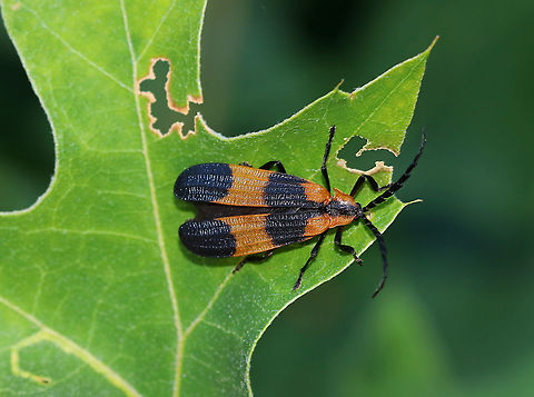 Banded Net-Winged Beetle - Calopteron discrepans The elytra are orange with a median and a terminal black band. Also, there are elevated ridges that go lengthwise and cross-wise along the elytra.

Habitat: Meadow in a deciduous forest Banded net-winged beetle,Calopteron,Calopteron discrepans,Geotagged,Summer,United States,beetle,lycidae