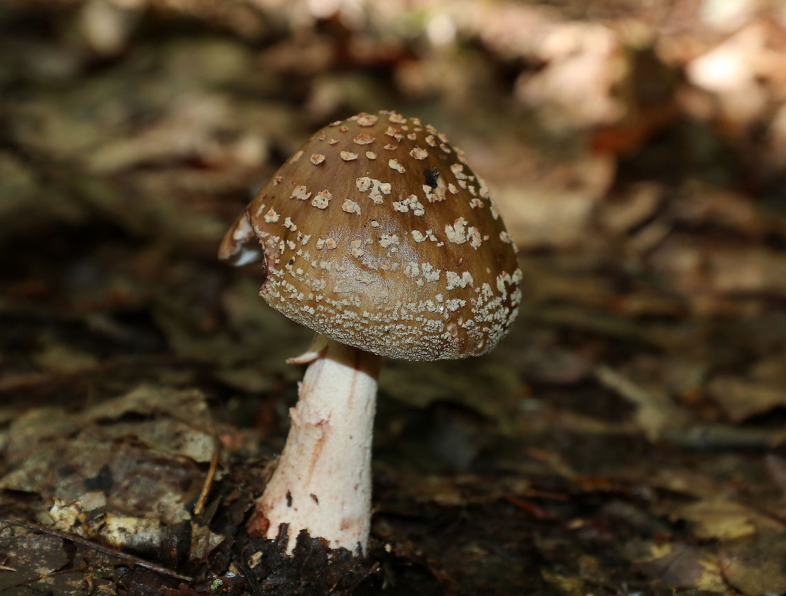 Mushroom - Amanita sp. Cap: Conical; brownish with a bit of a reddish tint; covered in warts that were cream/pinkish<br />
Gills: White with pink bruises; close with short gills; still partly covered by the veil<br />
Stipe: white with pink marks; skirt-like ring; ending in an enlarged, reddish base.<br />
Habitat: Growing on the ground in a deciduous forest<br />
<figure class="photo"><a href="https://www.jungledragon.com/image/88207/mushroom_-_amanita_sp.html" title="Mushroom - Amanita sp."><img src="https://s3.amazonaws.com/media.jungledragon.com/images/3232/88207_thumb.jpg?AWSAccessKeyId=05GMT0V3GWVNE7GGM1R2&Expires=1770854410&Signature=%2FkDhSNiYBwYPsi621A1zTGH2hnY%3D" width="200" height="144" alt="Mushroom - Amanita sp. Cap: Conical; brownish with a bit of a reddish tint; covered in warts that were cream/pinkish<br />
Gills: White with pink bruises; close with short gills; still partly covered by the veil<br />
Stipe: white with pink marks; skirt-like ring; ending in an enlarged, reddish base.<br />
Habitat: Growing on the ground in a deciduous forest<br />
https://www.jungledragon.com/image/88202/mushroom_-_amanita_sp.html<br />
https://www.jungledragon.com/image/88206/mushroom_-_amanita_sp.html<br />
https://www.jungledragon.com/image/88205/mushroom_-_amanita_sp.html<br />
https://www.jungledragon.com/image/88204/mushroom_-_amanita_sp.html<br />
https://www.jungledragon.com/image/88203/mushroom_-_amanita_sp.html Geotagged,Summer,United States" /></a></figure><br />
<figure class="photo"><a href="https://www.jungledragon.com/image/88206/mushroom_-_amanita_sp.html" title="Mushroom - Amanita sp."><img src="https://s3.amazonaws.com/media.jungledragon.com/images/3232/88206_thumb.jpg?AWSAccessKeyId=05GMT0V3GWVNE7GGM1R2&Expires=1770854410&Signature=5Y7RfOUCIY7FFbUvllRYw%2B1M42E%3D" width="200" height="164" alt="Mushroom - Amanita sp. Cap: Conical; brownish with a bit of a reddish tint; covered in warts that were cream/pinkish<br />
Gills: White with pink bruises; close with short gills; still partly covered by the veil<br />
Stipe: white with pink marks; skirt-like ring; ending in an enlarged, reddish base<br />
Habitat: Growing on the ground in a deciduous forest<br />
https://www.jungledragon.com/image/88202/mushroom_-_amanita_sp.html<br />
https://www.jungledragon.com/image/88207/mushroom_-_amanita_sp.html<br />
https://www.jungledragon.com/image/88205/mushroom_-_amanita_sp.html<br />
https://www.jungledragon.com/image/88204/mushroom_-_amanita_sp.html<br />
https://www.jungledragon.com/image/88203/mushroom_-_amanita_sp.html<br />
 Geotagged,Summer,United States" /></a></figure><br />
<figure class="photo"><a href="https://www.jungledragon.com/image/88205/mushroom_-_amanita_sp.html" title="Mushroom - Amanita sp."><img src="https://s3.amazonaws.com/media.jungledragon.com/images/3232/88205_thumb.jpg?AWSAccessKeyId=05GMT0V3GWVNE7GGM1R2&Expires=1770854410&Signature=IrWXR1MzCo7uT3dejJ5rR63PAic%3D" width="200" height="144" alt="Mushroom - Amanita sp. Cap: Conical; brownish with a bit of a reddish tint; covered in warts that were cream/pinkish<br />
Gills: White with pink bruises; close with short gills; still partly covered by the veil<br />
Stipe: white with pink marks; skirt-like ring; ending in an enlarged, reddish base.<br />
Habitat: Growing on the ground in a deciduous forest<br />
https://www.jungledragon.com/image/88206/mushroom_-_amanita_sp.html<br />
https://www.jungledragon.com/image/88204/mushroom_-_amanita_sp.html<br />
https://www.jungledragon.com/image/88203/mushroom_-_amanita_sp.html<br />
https://www.jungledragon.com/image/88202/mushroom_-_amanita_sp.html<br />
https://www.jungledragon.com/image/88207/mushroom_-_amanita_sp.html Geotagged,Summer,United States" /></a></figure><br />
<figure class="photo"><a href="https://www.jungledragon.com/image/88204/mushroom_-_amanita_sp.html" title="Mushroom - Amanita sp."><img src="https://s3.amazonaws.com/media.jungledragon.com/images/3232/88204_thumb.jpg?AWSAccessKeyId=05GMT0V3GWVNE7GGM1R2&Expires=1770854410&Signature=XcZhy7ROCSB%2FuDcu%2BtGXHgvfk7A%3D" width="112" height="152" alt="Mushroom - Amanita sp. Cap: Conical; brownish with a bit of a reddish tint; covered in warts that were cream/pinkish<br />
Gills: White with pink bruises; close with short gills; still partly covered by the veil<br />
Stipe: white with pink marks; skirt-like ring; ending in an enlarged, reddish base<br />
Habitat: Growing on the ground in a deciduous forest<br />
https://www.jungledragon.com/image/88202/mushroom_-_amanita_sp.html<br />
https://www.jungledragon.com/image/88207/mushroom_-_amanita_sp.html<br />
https://www.jungledragon.com/image/88206/mushroom_-_amanita_sp.html<br />
https://www.jungledragon.com/image/88205/mushroom_-_amanita_sp.html<br />
https://www.jungledragon.com/image/88203/mushroom_-_amanita_sp.html Geotagged,Summer,United States" /></a></figure><br />
<figure class="photo"><a href="https://www.jungledragon.com/image/88203/mushroom_-_amanita_sp.html" title="Mushroom - Amanita sp."><img src="https://s3.amazonaws.com/media.jungledragon.com/images/3232/88203_thumb.jpg?AWSAccessKeyId=05GMT0V3GWVNE7GGM1R2&Expires=1770854410&Signature=3t2b4F1p%2FQiataWKDrvbifW85zM%3D" width="200" height="160" alt="Mushroom - Amanita sp. Cap: Conical; brownish with a bit of a reddish tint; covered in warts that were cream/pinkish<br />
Gills: White with pink bruises; close with short gills; still partly covered by the veil<br />
Stipe: white with pink marks; skirt-like ring; ending in an enlarged, reddish base<br />
Habitat: Growing on the ground in a deciduous forest<br />
https://www.jungledragon.com/image/88204/mushroom_-_amanita_sp.html<br />
https://www.jungledragon.com/image/88205/mushroom_-_amanita_sp.html<br />
https://www.jungledragon.com/image/88206/mushroom_-_amanita_sp.html<br />
https://www.jungledragon.com/image/88207/mushroom_-_amanita_sp.html<br />
https://www.jungledragon.com/image/88202/mushroom_-_amanita_sp.html<br />
 Geotagged,Summer,United States,amanita,mushroom" /></a></figure> Geotagged,Summer,United States,amanita,mushroom
