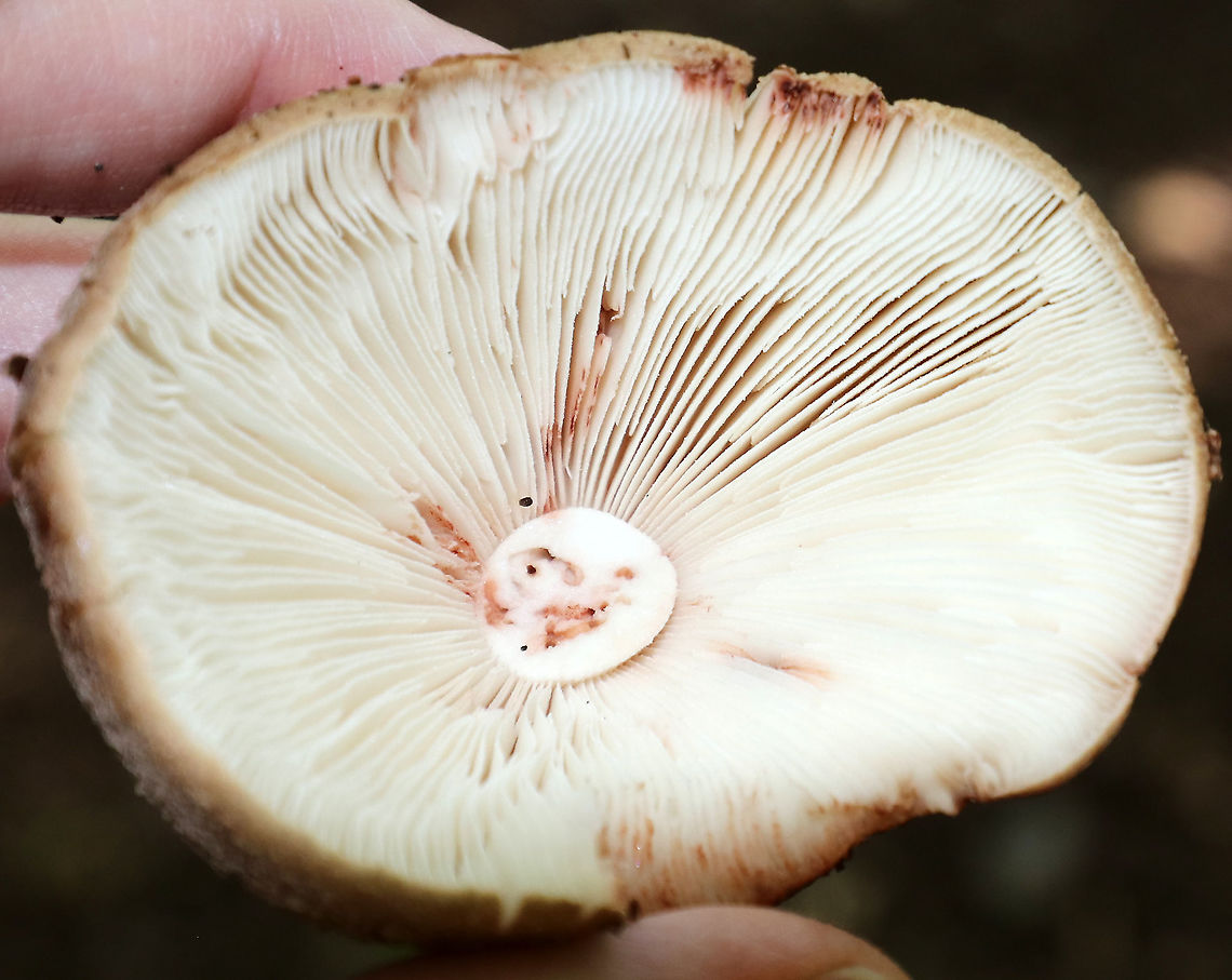 Mushroom - Amanita sp. Cap: Conical; brownish with a bit of a reddish tint; covered in warts that were cream/pinkish<br />
Gills: White with pink bruises; close with short gills; still partly covered by the veil<br />
Stipe: white with pink marks; skirt-like ring; ending in an enlarged, reddish base<br />
Habitat: Growing on the ground in a deciduous forest<br />
<figure class="photo"><a href="https://www.jungledragon.com/image/88204/mushroom_-_amanita_sp.html" title="Mushroom - Amanita sp."><img src="https://s3.amazonaws.com/media.jungledragon.com/images/3232/88204_thumb.jpg?AWSAccessKeyId=05GMT0V3GWVNE7GGM1R2&Expires=1761782410&Signature=MId8axbJC4mVR4KW5LN6HprkhJg%3D" width="112" height="152" alt="Mushroom - Amanita sp. Cap: Conical; brownish with a bit of a reddish tint; covered in warts that were cream/pinkish<br />
Gills: White with pink bruises; close with short gills; still partly covered by the veil<br />
Stipe: white with pink marks; skirt-like ring; ending in an enlarged, reddish base<br />
Habitat: Growing on the ground in a deciduous forest<br />
https://www.jungledragon.com/image/88202/mushroom_-_amanita_sp.html<br />
https://www.jungledragon.com/image/88207/mushroom_-_amanita_sp.html<br />
https://www.jungledragon.com/image/88206/mushroom_-_amanita_sp.html<br />
https://www.jungledragon.com/image/88205/mushroom_-_amanita_sp.html<br />
https://www.jungledragon.com/image/88203/mushroom_-_amanita_sp.html Geotagged,Summer,United States" /></a></figure><br />
<figure class="photo"><a href="https://www.jungledragon.com/image/88205/mushroom_-_amanita_sp.html" title="Mushroom - Amanita sp."><img src="https://s3.amazonaws.com/media.jungledragon.com/images/3232/88205_thumb.jpg?AWSAccessKeyId=05GMT0V3GWVNE7GGM1R2&Expires=1761782410&Signature=XsZgHNXrntlhngN3eJCMtWpcl7g%3D" width="200" height="144" alt="Mushroom - Amanita sp. Cap: Conical; brownish with a bit of a reddish tint; covered in warts that were cream/pinkish<br />
Gills: White with pink bruises; close with short gills; still partly covered by the veil<br />
Stipe: white with pink marks; skirt-like ring; ending in an enlarged, reddish base.<br />
Habitat: Growing on the ground in a deciduous forest<br />
https://www.jungledragon.com/image/88206/mushroom_-_amanita_sp.html<br />
https://www.jungledragon.com/image/88204/mushroom_-_amanita_sp.html<br />
https://www.jungledragon.com/image/88203/mushroom_-_amanita_sp.html<br />
https://www.jungledragon.com/image/88202/mushroom_-_amanita_sp.html<br />
https://www.jungledragon.com/image/88207/mushroom_-_amanita_sp.html Geotagged,Summer,United States" /></a></figure><br />
<figure class="photo"><a href="https://www.jungledragon.com/image/88206/mushroom_-_amanita_sp.html" title="Mushroom - Amanita sp."><img src="https://s3.amazonaws.com/media.jungledragon.com/images/3232/88206_thumb.jpg?AWSAccessKeyId=05GMT0V3GWVNE7GGM1R2&Expires=1761782410&Signature=GpYELCYweYvemXeA5i9yQi51dZY%3D" width="200" height="164" alt="Mushroom - Amanita sp. Cap: Conical; brownish with a bit of a reddish tint; covered in warts that were cream/pinkish<br />
Gills: White with pink bruises; close with short gills; still partly covered by the veil<br />
Stipe: white with pink marks; skirt-like ring; ending in an enlarged, reddish base<br />
Habitat: Growing on the ground in a deciduous forest<br />
https://www.jungledragon.com/image/88202/mushroom_-_amanita_sp.html<br />
https://www.jungledragon.com/image/88207/mushroom_-_amanita_sp.html<br />
https://www.jungledragon.com/image/88205/mushroom_-_amanita_sp.html<br />
https://www.jungledragon.com/image/88204/mushroom_-_amanita_sp.html<br />
https://www.jungledragon.com/image/88203/mushroom_-_amanita_sp.html<br />
 Geotagged,Summer,United States" /></a></figure><br />
<figure class="photo"><a href="https://www.jungledragon.com/image/88207/mushroom_-_amanita_sp.html" title="Mushroom - Amanita sp."><img src="https://s3.amazonaws.com/media.jungledragon.com/images/3232/88207_thumb.jpg?AWSAccessKeyId=05GMT0V3GWVNE7GGM1R2&Expires=1761782410&Signature=0oH17QPEsAUwns7YXy9PDIxwR4w%3D" width="200" height="144" alt="Mushroom - Amanita sp. Cap: Conical; brownish with a bit of a reddish tint; covered in warts that were cream/pinkish<br />
Gills: White with pink bruises; close with short gills; still partly covered by the veil<br />
Stipe: white with pink marks; skirt-like ring; ending in an enlarged, reddish base.<br />
Habitat: Growing on the ground in a deciduous forest<br />
https://www.jungledragon.com/image/88202/mushroom_-_amanita_sp.html<br />
https://www.jungledragon.com/image/88206/mushroom_-_amanita_sp.html<br />
https://www.jungledragon.com/image/88205/mushroom_-_amanita_sp.html<br />
https://www.jungledragon.com/image/88204/mushroom_-_amanita_sp.html<br />
https://www.jungledragon.com/image/88203/mushroom_-_amanita_sp.html Geotagged,Summer,United States" /></a></figure><br />
<figure class="photo"><a href="https://www.jungledragon.com/image/88202/mushroom_-_amanita_sp.html" title="Mushroom - Amanita sp."><img src="https://s3.amazonaws.com/media.jungledragon.com/images/3232/88202_thumb.jpg?AWSAccessKeyId=05GMT0V3GWVNE7GGM1R2&Expires=1761782410&Signature=KeqX6LGaCLFtqPJ3ywWj2QdmO%2Bs%3D" width="200" height="152" alt="Mushroom - Amanita sp. Cap: Conical; brownish with a bit of a reddish tint; covered in warts that were cream/pinkish<br />
Gills: White with pink bruises; close with short gills; still partly covered by the veil<br />
Stipe: white with pink marks; skirt-like ring; ending in an enlarged, reddish base.<br />
Habitat: Growing on the ground in a deciduous forest<br />
https://www.jungledragon.com/image/88207/mushroom_-_amanita_sp.html<br />
https://www.jungledragon.com/image/88206/mushroom_-_amanita_sp.html<br />
https://www.jungledragon.com/image/88205/mushroom_-_amanita_sp.html<br />
https://www.jungledragon.com/image/88204/mushroom_-_amanita_sp.html<br />
https://www.jungledragon.com/image/88203/mushroom_-_amanita_sp.html Geotagged,Summer,United States,amanita,mushroom" /></a></figure><br />
 Geotagged,Summer,United States,amanita,mushroom