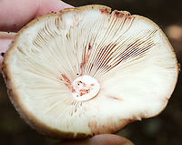 Mushroom - Amanita sp. Cap: Conical; brownish with a bit of a reddish tint; covered in warts that were cream/pinkish<br />
Gills: White with pink bruises; close with short gills; still partly covered by the veil<br />
Stipe: white with pink marks; skirt-like ring; ending in an enlarged, reddish base<br />
Habitat: Growing on the ground in a deciduous forest<br />
https://www.jungledragon.com/image/88204/mushroom_-_amanita_sp.html<br />
https://www.jungledragon.com/image/88205/mushroom_-_amanita_sp.html<br />
https://www.jungledragon.com/image/88206/mushroom_-_amanita_sp.html<br />
https://www.jungledragon.com/image/88207/mushroom_-_amanita_sp.html<br />
https://www.jungledragon.com/image/88202/mushroom_-_amanita_sp.html<br />
 Geotagged,Summer,United States,amanita,mushroom