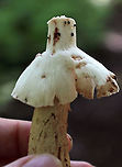 Mushroom - Amanita sp. Cap: Conical; brownish with a bit of a reddish tint; covered in warts that were cream/pinkish<br />
Gills: White with pink bruises; close with short gills; still partly covered by the veil<br />
Stipe: white with pink marks; skirt-like ring; ending in an enlarged, reddish base<br />
Habitat: Growing on the ground in a deciduous forest<br />
https://www.jungledragon.com/image/88202/mushroom_-_amanita_sp.html<br />
https://www.jungledragon.com/image/88207/mushroom_-_amanita_sp.html<br />
https://www.jungledragon.com/image/88206/mushroom_-_amanita_sp.html<br />
https://www.jungledragon.com/image/88205/mushroom_-_amanita_sp.html<br />
https://www.jungledragon.com/image/88203/mushroom_-_amanita_sp.html Geotagged,Summer,United States