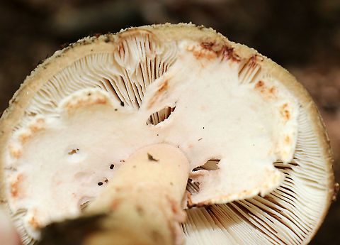 Mushroom - Amanita sp. Cap: Conical; brownish with a bit of a reddish tint; covered in warts that were cream/pinkish
Gills: White with pink bruises; close with short gills; still partly covered by the veil
Stipe: white with pink marks; skirt-like ring; ending in an enlarged, reddish base.
Habitat: Growing on the ground in a deciduous forest
https://www.jungledragon.com/image/88206/mushroom_-_amanita_sp.html
https://www.jungledragon.com/image/88204/mushroom_-_amanita_sp.html
https://www.jungledragon.com/image/88203/mushroom_-_amanita_sp.html
https://www.jungledragon.com/image/88202/mushroom_-_amanita_sp.html
https://www.jungledragon.com/image/88207/mushroom_-_amanita_sp.html Geotagged,Summer,United States