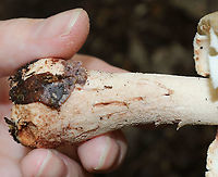 Mushroom - Amanita sp. Cap: Conical; brownish with a bit of a reddish tint; covered in warts that were cream/pinkish<br />
Gills: White with pink bruises; close with short gills; still partly covered by the veil<br />
Stipe: white with pink marks; skirt-like ring; ending in an enlarged, reddish base<br />
Habitat: Growing on the ground in a deciduous forest<br />
https://www.jungledragon.com/image/88202/mushroom_-_amanita_sp.html<br />
https://www.jungledragon.com/image/88207/mushroom_-_amanita_sp.html<br />
https://www.jungledragon.com/image/88205/mushroom_-_amanita_sp.html<br />
https://www.jungledragon.com/image/88204/mushroom_-_amanita_sp.html<br />
https://www.jungledragon.com/image/88203/mushroom_-_amanita_sp.html<br />
Geotagged,Summer,United States