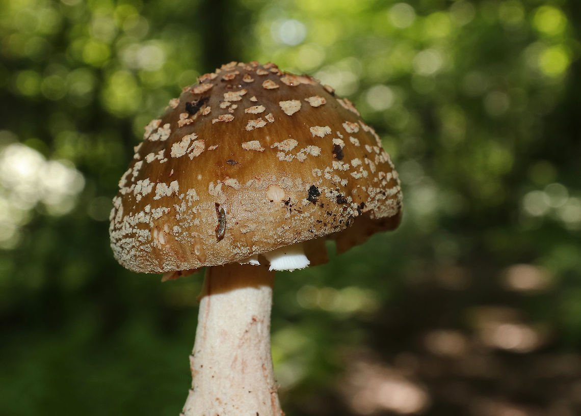 Mushroom - Amanita sp. Cap: Conical; brownish with a bit of a reddish tint; covered in warts that were cream/pinkish<br />
Gills: White with pink bruises; close with short gills; still partly covered by the veil<br />
Stipe: white with pink marks; skirt-like ring; ending in an enlarged, reddish base.<br />
Habitat: Growing on the ground in a deciduous forest<br />
<figure class="photo"><a href="https://www.jungledragon.com/image/88202/mushroom_-_amanita_sp.html" title="Mushroom - Amanita sp."><img src="https://s3.amazonaws.com/media.jungledragon.com/images/3232/88202_thumb.jpg?AWSAccessKeyId=05GMT0V3GWVNE7GGM1R2&Expires=1770854410&Signature=hmVXhqnpgSupJknI3A26GNjN71U%3D" width="200" height="152" alt="Mushroom - Amanita sp. Cap: Conical; brownish with a bit of a reddish tint; covered in warts that were cream/pinkish<br />
Gills: White with pink bruises; close with short gills; still partly covered by the veil<br />
Stipe: white with pink marks; skirt-like ring; ending in an enlarged, reddish base.<br />
Habitat: Growing on the ground in a deciduous forest<br />
https://www.jungledragon.com/image/88207/mushroom_-_amanita_sp.html<br />
https://www.jungledragon.com/image/88206/mushroom_-_amanita_sp.html<br />
https://www.jungledragon.com/image/88205/mushroom_-_amanita_sp.html<br />
https://www.jungledragon.com/image/88204/mushroom_-_amanita_sp.html<br />
https://www.jungledragon.com/image/88203/mushroom_-_amanita_sp.html Geotagged,Summer,United States,amanita,mushroom" /></a></figure><br />
<figure class="photo"><a href="https://www.jungledragon.com/image/88206/mushroom_-_amanita_sp.html" title="Mushroom - Amanita sp."><img src="https://s3.amazonaws.com/media.jungledragon.com/images/3232/88206_thumb.jpg?AWSAccessKeyId=05GMT0V3GWVNE7GGM1R2&Expires=1770854410&Signature=5Y7RfOUCIY7FFbUvllRYw%2B1M42E%3D" width="200" height="164" alt="Mushroom - Amanita sp. Cap: Conical; brownish with a bit of a reddish tint; covered in warts that were cream/pinkish<br />
Gills: White with pink bruises; close with short gills; still partly covered by the veil<br />
Stipe: white with pink marks; skirt-like ring; ending in an enlarged, reddish base<br />
Habitat: Growing on the ground in a deciduous forest<br />
https://www.jungledragon.com/image/88202/mushroom_-_amanita_sp.html<br />
https://www.jungledragon.com/image/88207/mushroom_-_amanita_sp.html<br />
https://www.jungledragon.com/image/88205/mushroom_-_amanita_sp.html<br />
https://www.jungledragon.com/image/88204/mushroom_-_amanita_sp.html<br />
https://www.jungledragon.com/image/88203/mushroom_-_amanita_sp.html<br />
 Geotagged,Summer,United States" /></a></figure><br />
<figure class="photo"><a href="https://www.jungledragon.com/image/88205/mushroom_-_amanita_sp.html" title="Mushroom - Amanita sp."><img src="https://s3.amazonaws.com/media.jungledragon.com/images/3232/88205_thumb.jpg?AWSAccessKeyId=05GMT0V3GWVNE7GGM1R2&Expires=1770854410&Signature=IrWXR1MzCo7uT3dejJ5rR63PAic%3D" width="200" height="144" alt="Mushroom - Amanita sp. Cap: Conical; brownish with a bit of a reddish tint; covered in warts that were cream/pinkish<br />
Gills: White with pink bruises; close with short gills; still partly covered by the veil<br />
Stipe: white with pink marks; skirt-like ring; ending in an enlarged, reddish base.<br />
Habitat: Growing on the ground in a deciduous forest<br />
https://www.jungledragon.com/image/88206/mushroom_-_amanita_sp.html<br />
https://www.jungledragon.com/image/88204/mushroom_-_amanita_sp.html<br />
https://www.jungledragon.com/image/88203/mushroom_-_amanita_sp.html<br />
https://www.jungledragon.com/image/88202/mushroom_-_amanita_sp.html<br />
https://www.jungledragon.com/image/88207/mushroom_-_amanita_sp.html Geotagged,Summer,United States" /></a></figure><br />
<figure class="photo"><a href="https://www.jungledragon.com/image/88204/mushroom_-_amanita_sp.html" title="Mushroom - Amanita sp."><img src="https://s3.amazonaws.com/media.jungledragon.com/images/3232/88204_thumb.jpg?AWSAccessKeyId=05GMT0V3GWVNE7GGM1R2&Expires=1770854410&Signature=XcZhy7ROCSB%2FuDcu%2BtGXHgvfk7A%3D" width="112" height="152" alt="Mushroom - Amanita sp. Cap: Conical; brownish with a bit of a reddish tint; covered in warts that were cream/pinkish<br />
Gills: White with pink bruises; close with short gills; still partly covered by the veil<br />
Stipe: white with pink marks; skirt-like ring; ending in an enlarged, reddish base<br />
Habitat: Growing on the ground in a deciduous forest<br />
https://www.jungledragon.com/image/88202/mushroom_-_amanita_sp.html<br />
https://www.jungledragon.com/image/88207/mushroom_-_amanita_sp.html<br />
https://www.jungledragon.com/image/88206/mushroom_-_amanita_sp.html<br />
https://www.jungledragon.com/image/88205/mushroom_-_amanita_sp.html<br />
https://www.jungledragon.com/image/88203/mushroom_-_amanita_sp.html Geotagged,Summer,United States" /></a></figure><br />
<figure class="photo"><a href="https://www.jungledragon.com/image/88203/mushroom_-_amanita_sp.html" title="Mushroom - Amanita sp."><img src="https://s3.amazonaws.com/media.jungledragon.com/images/3232/88203_thumb.jpg?AWSAccessKeyId=05GMT0V3GWVNE7GGM1R2&Expires=1770854410&Signature=3t2b4F1p%2FQiataWKDrvbifW85zM%3D" width="200" height="160" alt="Mushroom - Amanita sp. Cap: Conical; brownish with a bit of a reddish tint; covered in warts that were cream/pinkish<br />
Gills: White with pink bruises; close with short gills; still partly covered by the veil<br />
Stipe: white with pink marks; skirt-like ring; ending in an enlarged, reddish base<br />
Habitat: Growing on the ground in a deciduous forest<br />
https://www.jungledragon.com/image/88204/mushroom_-_amanita_sp.html<br />
https://www.jungledragon.com/image/88205/mushroom_-_amanita_sp.html<br />
https://www.jungledragon.com/image/88206/mushroom_-_amanita_sp.html<br />
https://www.jungledragon.com/image/88207/mushroom_-_amanita_sp.html<br />
https://www.jungledragon.com/image/88202/mushroom_-_amanita_sp.html<br />
 Geotagged,Summer,United States,amanita,mushroom" /></a></figure> Geotagged,Summer,United States