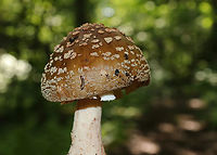 Mushroom - Amanita sp. Cap: Conical; brownish with a bit of a reddish tint; covered in warts that were cream/pinkish<br />
Gills: White with pink bruises; close with short gills; still partly covered by the veil<br />
Stipe: white with pink marks; skirt-like ring; ending in an enlarged, reddish base.<br />
Habitat: Growing on the ground in a deciduous forest<br />
https://www.jungledragon.com/image/88202/mushroom_-_amanita_sp.html<br />
https://www.jungledragon.com/image/88206/mushroom_-_amanita_sp.html<br />
https://www.jungledragon.com/image/88205/mushroom_-_amanita_sp.html<br />
https://www.jungledragon.com/image/88204/mushroom_-_amanita_sp.html<br />
https://www.jungledragon.com/image/88203/mushroom_-_amanita_sp.html Geotagged,Summer,United States