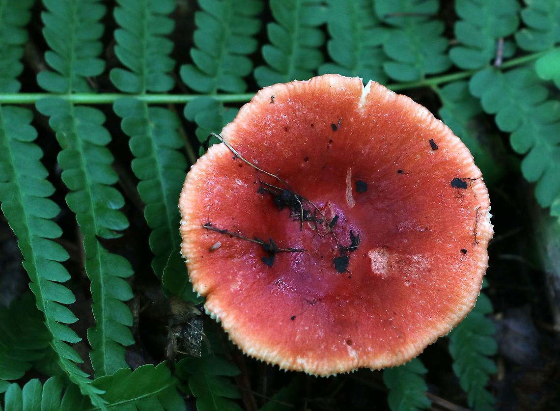 Mushroom - Russula sp. I only stopped for a quick shot of this mushroom because it really stood out among the ferns.<br />
<br />
Habitat: Deciduous forest Geotagged,Mushroom,Russula,Summer,United States