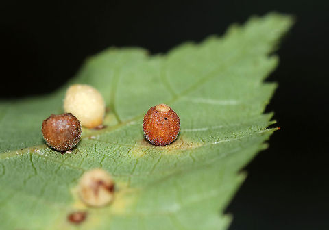 Hickory Sticky Ginger Jar Gall - Caryomyia viscidolium These look like Caryomyia viscidolium, but that species generally occurs on the uppersurface of hickory leaves. These were on the undersurface. So, I'm seeking confirmation for this ID.

Habitat: Hickory leaves 
https://www.jungledragon.com/image/88249/hickory_sticky_ginger_jar_gall_-_caryomyia_viscidolium.html
https://www.jungledragon.com/image/88248/hickory_sticky_ginger_jar_gall_-_caryomyia_viscidolium.html
https://www.jungledragon.com/image/88247/hickory_sticky_ginger_jar_gall_-_caryomyia_viscidolium.html Caryomyia,Caryomyia viscidolium,Geotagged,Hickory Sticky Ginger Jar Gall,Hickory Sticky Ginger Jar Gall Midge,Summer,United States,gall,hickory gall