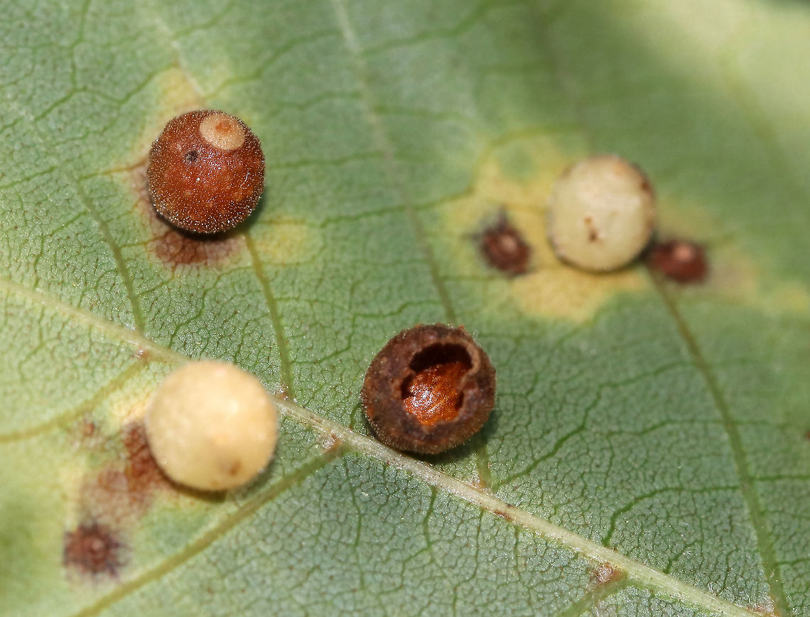 Hickory Sticky Ginger Jar Gall - Caryomyia viscidolium These look like Caryomyia viscidolium, but that species generally occurs on the uppersurface of hickory leaves. These were on the undersurface. So, I&#039;m seeking confirmation for this ID.<br />
<br />
Habitat: Hickory leaves<br />
<figure class="photo"><a href="https://www.jungledragon.com/image/88248/hickory_sticky_ginger_jar_gall_-_caryomyia_viscidolium.html" title="Hickory Sticky Ginger Jar Gall - Caryomyia viscidolium"><img src="https://s3.amazonaws.com/media.jungledragon.com/images/3232/88248_thumb.jpg?AWSAccessKeyId=05GMT0V3GWVNE7GGM1R2&Expires=1759968010&Signature=Xf6N%2BS%2FMQCMgtjlNjjHPpJFIqfc%3D" width="200" height="158" alt="Hickory Sticky Ginger Jar Gall - Caryomyia viscidolium These look like Caryomyia viscidolium, but that species generally occurs on the uppersurface of hickory leaves. These were on the undersurface. So, I&#039;m seeking confirmation for this ID.<br />
<br />
Habitat: Hickory leaves<br />
https://www.jungledragon.com/image/88249/hickory_sticky_ginger_jar_gall_-_caryomyia_viscidolium.html<br />
https://www.jungledragon.com/image/88247/hickory_sticky_ginger_jar_gall_-_caryomyia_viscidolium.html<br />
https://www.jungledragon.com/image/88246/hickory_sticky_ginger_jar_gall_-_caryomyia_viscidolium.html Caryomyia viscidolium,Geotagged,Hickory Sticky Ginger Jar Gall Midge,Summer,United States,galls" /></a></figure><br />
<figure class="photo"><a href="https://www.jungledragon.com/image/88246/hickory_sticky_ginger_jar_gall_-_caryomyia_viscidolium.html" title="Hickory Sticky Ginger Jar Gall - Caryomyia viscidolium"><img src="https://s3.amazonaws.com/media.jungledragon.com/images/3232/88246_thumb.jpg?AWSAccessKeyId=05GMT0V3GWVNE7GGM1R2&Expires=1759968010&Signature=mzVr42wAYpQ2F%2F0Z1ua7RfBG5cY%3D" width="200" height="140" alt="Hickory Sticky Ginger Jar Gall - Caryomyia viscidolium These look like Caryomyia viscidolium, but that species generally occurs on the uppersurface of hickory leaves. These were on the undersurface. So, I&#039;m seeking confirmation for this ID.<br />
<br />
Habitat: Hickory leaves <br />
https://www.jungledragon.com/image/88249/hickory_sticky_ginger_jar_gall_-_caryomyia_viscidolium.html<br />
https://www.jungledragon.com/image/88248/hickory_sticky_ginger_jar_gall_-_caryomyia_viscidolium.html<br />
https://www.jungledragon.com/image/88247/hickory_sticky_ginger_jar_gall_-_caryomyia_viscidolium.html Caryomyia,Caryomyia viscidolium,Geotagged,Hickory Sticky Ginger Jar Gall,Hickory Sticky Ginger Jar Gall Midge,Summer,United States,gall,hickory gall" /></a></figure><br />
<figure class="photo"><a href="https://www.jungledragon.com/image/88249/hickory_sticky_ginger_jar_gall_-_caryomyia_viscidolium.html" title="Hickory Sticky Ginger Jar Gall - Caryomyia viscidolium"><img src="https://s3.amazonaws.com/media.jungledragon.com/images/3232/88249_thumb.jpg?AWSAccessKeyId=05GMT0V3GWVNE7GGM1R2&Expires=1759968010&Signature=%2B0ZsTbI3cc2i5oI%2Bgn%2FYoJ8sdKc%3D" width="200" height="150" alt="Hickory Sticky Ginger Jar Gall - Caryomyia viscidolium These look like Caryomyia viscidolium, but that species generally occurs on the uppersurface of hickory leaves. These were on the undersurface. So, I&#039;m seeking confirmation for this ID.<br />
<br />
Habitat: Hickory leaves<br />
https://www.jungledragon.com/image/88248/hickory_sticky_ginger_jar_gall_-_caryomyia_viscidolium.html<br />
https://www.jungledragon.com/image/88247/hickory_sticky_ginger_jar_gall_-_caryomyia_viscidolium.html<br />
https://www.jungledragon.com/image/88246/hickory_sticky_ginger_jar_gall_-_caryomyia_viscidolium.html Caryomyia viscidolium,Geotagged,Hickory Sticky Ginger Jar Gall Midge,Summer,United States,galls" /></a></figure><br />
 Caryomyia viscidolium,Geotagged,Hickory Sticky Ginger Jar Gall Midge,Summer,United States,galls