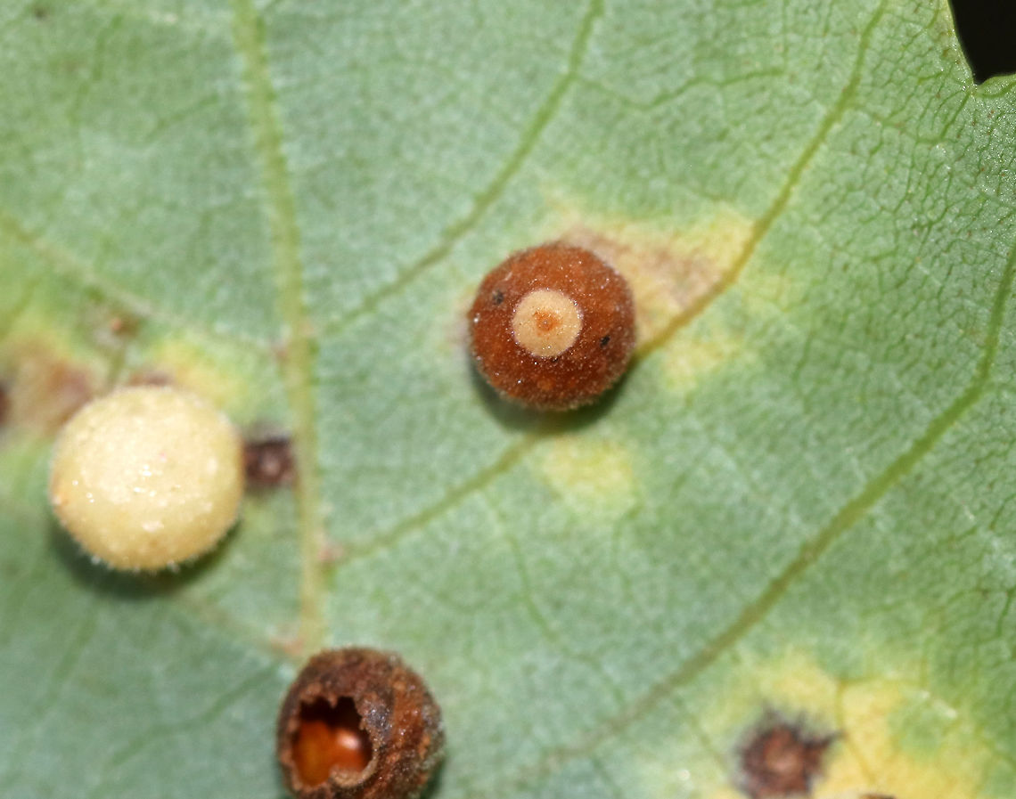 Hickory Sticky Ginger Jar Gall - Caryomyia viscidolium These look like Caryomyia viscidolium, but that species generally occurs on the uppersurface of hickory leaves. These were on the undersurface. So, I&#039;m seeking confirmation for this ID.<br />
<br />
Habitat: Hickory leaves<br />
<figure class="photo"><a href="https://www.jungledragon.com/image/88249/hickory_sticky_ginger_jar_gall_-_caryomyia_viscidolium.html" title="Hickory Sticky Ginger Jar Gall - Caryomyia viscidolium"><img src="https://s3.amazonaws.com/media.jungledragon.com/images/3232/88249_thumb.jpg?AWSAccessKeyId=05GMT0V3GWVNE7GGM1R2&Expires=1763596810&Signature=Edm3Vc0doThlDbU9e5X0HMaP%2BVk%3D" width="200" height="150" alt="Hickory Sticky Ginger Jar Gall - Caryomyia viscidolium These look like Caryomyia viscidolium, but that species generally occurs on the uppersurface of hickory leaves. These were on the undersurface. So, I&#039;m seeking confirmation for this ID.<br />
<br />
Habitat: Hickory leaves<br />
https://www.jungledragon.com/image/88248/hickory_sticky_ginger_jar_gall_-_caryomyia_viscidolium.html<br />
https://www.jungledragon.com/image/88247/hickory_sticky_ginger_jar_gall_-_caryomyia_viscidolium.html<br />
https://www.jungledragon.com/image/88246/hickory_sticky_ginger_jar_gall_-_caryomyia_viscidolium.html Caryomyia viscidolium,Geotagged,Hickory Sticky Ginger Jar Gall Midge,Summer,United States,galls" /></a></figure><br />
<figure class="photo"><a href="https://www.jungledragon.com/image/88247/hickory_sticky_ginger_jar_gall_-_caryomyia_viscidolium.html" title="Hickory Sticky Ginger Jar Gall - Caryomyia viscidolium"><img src="https://s3.amazonaws.com/media.jungledragon.com/images/3232/88247_thumb.jpg?AWSAccessKeyId=05GMT0V3GWVNE7GGM1R2&Expires=1763596810&Signature=isasgEOG%2FrDthcmcXPZWPFgShno%3D" width="200" height="154" alt="Hickory Sticky Ginger Jar Gall - Caryomyia viscidolium These look like Caryomyia viscidolium, but that species generally occurs on the uppersurface of hickory leaves. These were on the undersurface. So, I&#039;m seeking confirmation for this ID.<br />
<br />
Habitat: Hickory leaves<br />
https://www.jungledragon.com/image/88248/hickory_sticky_ginger_jar_gall_-_caryomyia_viscidolium.html<br />
https://www.jungledragon.com/image/88246/hickory_sticky_ginger_jar_gall_-_caryomyia_viscidolium.html<br />
https://www.jungledragon.com/image/88249/hickory_sticky_ginger_jar_gall_-_caryomyia_viscidolium.html<br />
 Caryomyia viscidolium,Geotagged,Hickory Sticky Ginger Jar Gall Midge,Summer,United States,galls" /></a></figure><br />
<figure class="photo"><a href="https://www.jungledragon.com/image/88246/hickory_sticky_ginger_jar_gall_-_caryomyia_viscidolium.html" title="Hickory Sticky Ginger Jar Gall - Caryomyia viscidolium"><img src="https://s3.amazonaws.com/media.jungledragon.com/images/3232/88246_thumb.jpg?AWSAccessKeyId=05GMT0V3GWVNE7GGM1R2&Expires=1763596810&Signature=1jT71Z5mO2guMw%2BYT1%2BaZtTeaOk%3D" width="200" height="140" alt="Hickory Sticky Ginger Jar Gall - Caryomyia viscidolium These look like Caryomyia viscidolium, but that species generally occurs on the uppersurface of hickory leaves. These were on the undersurface. So, I&#039;m seeking confirmation for this ID.<br />
<br />
Habitat: Hickory leaves <br />
https://www.jungledragon.com/image/88249/hickory_sticky_ginger_jar_gall_-_caryomyia_viscidolium.html<br />
https://www.jungledragon.com/image/88248/hickory_sticky_ginger_jar_gall_-_caryomyia_viscidolium.html<br />
https://www.jungledragon.com/image/88247/hickory_sticky_ginger_jar_gall_-_caryomyia_viscidolium.html Caryomyia,Caryomyia viscidolium,Geotagged,Hickory Sticky Ginger Jar Gall,Hickory Sticky Ginger Jar Gall Midge,Summer,United States,gall,hickory gall" /></a></figure> Caryomyia viscidolium,Geotagged,Hickory Sticky Ginger Jar Gall Midge,Summer,United States,galls