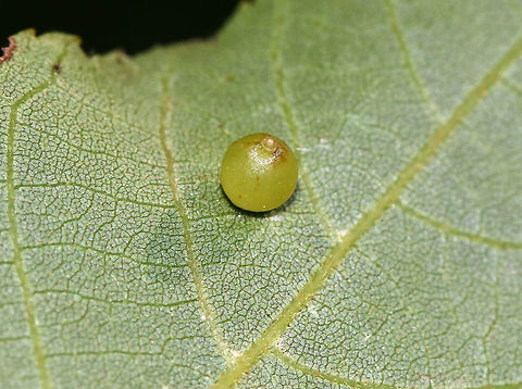Hickory Sticky Ginger Jar Gall - Caryomyia viscidolium These look like Caryomyia viscidolium, but that species generally occurs on the uppersurface of hickory leaves. These were on the undersurface. So, I'm seeking confirmation for this ID.

Habitat: Hickory leaves
https://www.jungledragon.com/image/88248/hickory_sticky_ginger_jar_gall_-_caryomyia_viscidolium.html
https://www.jungledragon.com/image/88247/hickory_sticky_ginger_jar_gall_-_caryomyia_viscidolium.html
https://www.jungledragon.com/image/88246/hickory_sticky_ginger_jar_gall_-_caryomyia_viscidolium.html Caryomyia viscidolium,Geotagged,Hickory Sticky Ginger Jar Gall Midge,Summer,United States,galls