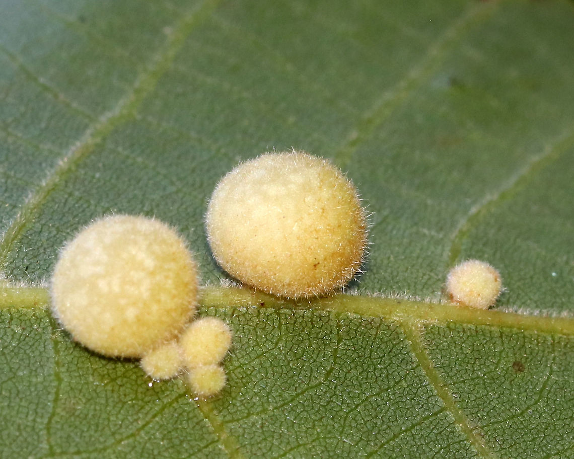 Hickory Peach-haired Gall - Caryomyia persicoides Habitat: Under surface of hickory leaves<br />
<figure class="photo"><a href="https://www.jungledragon.com/image/88250/hickory_peach-haired_gall_-_caryomyia_persicoides.html" title="Hickory Peach-haired Gall - Caryomyia persicoides"><img src="https://s3.amazonaws.com/media.jungledragon.com/images/3232/88250_thumb.jpg?AWSAccessKeyId=05GMT0V3GWVNE7GGM1R2&Expires=1759968010&Signature=Ci52HOOllsWtYJbi5tqy0dqCxHY%3D" width="200" height="160" alt="Hickory Peach-haired Gall - Caryomyia persicoides Habitat: Under surface of hickory leaves<br />
https://www.jungledragon.com/image/88250/hickory_peach-haired_gall_-_caryomyia_persicoides.html<br />
https://www.jungledragon.com/image/88252/hickory_peach-haired_gall_larva_-_caryomyia_persicoides.html Caryomyia,Caryomyia persicoides,Geotagged,Hickory Peach-haired Gall,Summer,United States,gall,gall midge,galls" /></a></figure><br />
<figure class="photo"><a href="https://www.jungledragon.com/image/88252/hickory_peach-haired_gall_-_caryomyia_persicoides.html" title="Hickory Peach-haired Gall - Caryomyia persicoides"><img src="https://s3.amazonaws.com/media.jungledragon.com/images/3232/88252_thumb.jpg?AWSAccessKeyId=05GMT0V3GWVNE7GGM1R2&Expires=1759968010&Signature=2765EMlnSuC4UeAVxIBRoWjNJbU%3D" width="200" height="146" alt="Hickory Peach-haired Gall - Caryomyia persicoides Habitat: Under surface of hickory leaves<br />
https://www.jungledragon.com/image/88250/hickory_peach-haired_gall_-_caryomyia_persicoides.html<br />
https://www.jungledragon.com/image/88251/hickory_peach-haired_gall_larva_-_caryomyia_persicoides.html Caryomyia persicoides,Geotagged,Summer,United States,galls" /></a></figure> Caryomyia,Caryomyia persicoides,Geotagged,Hickory Peach-haired Gall,Summer,United States,gall,gall midge,galls